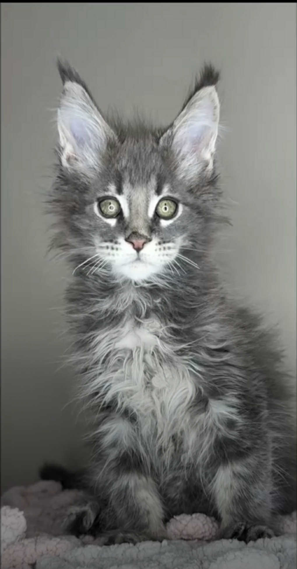 Kitten 37 (SOLD)