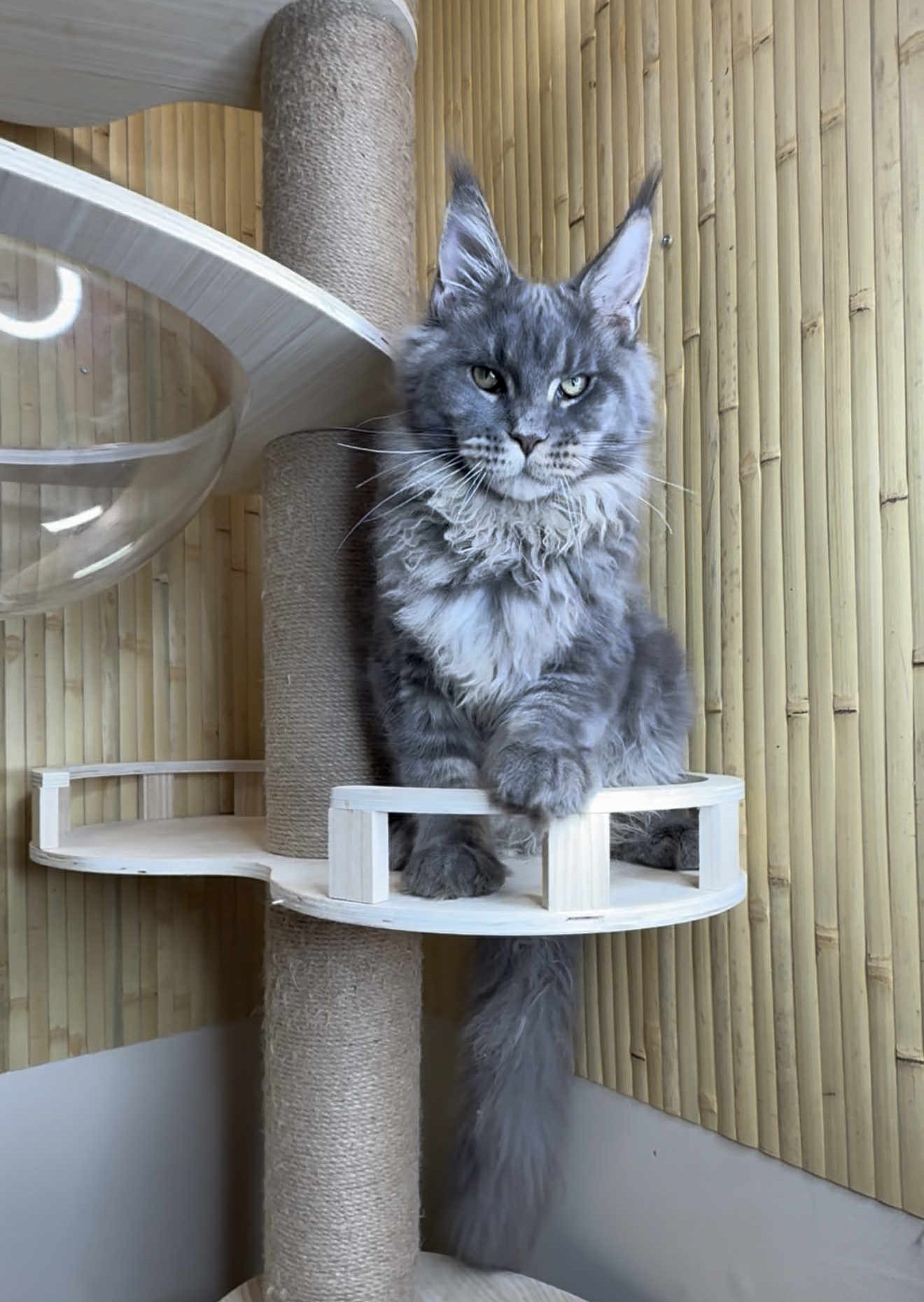 Kitten 27 (AVAILABLE)