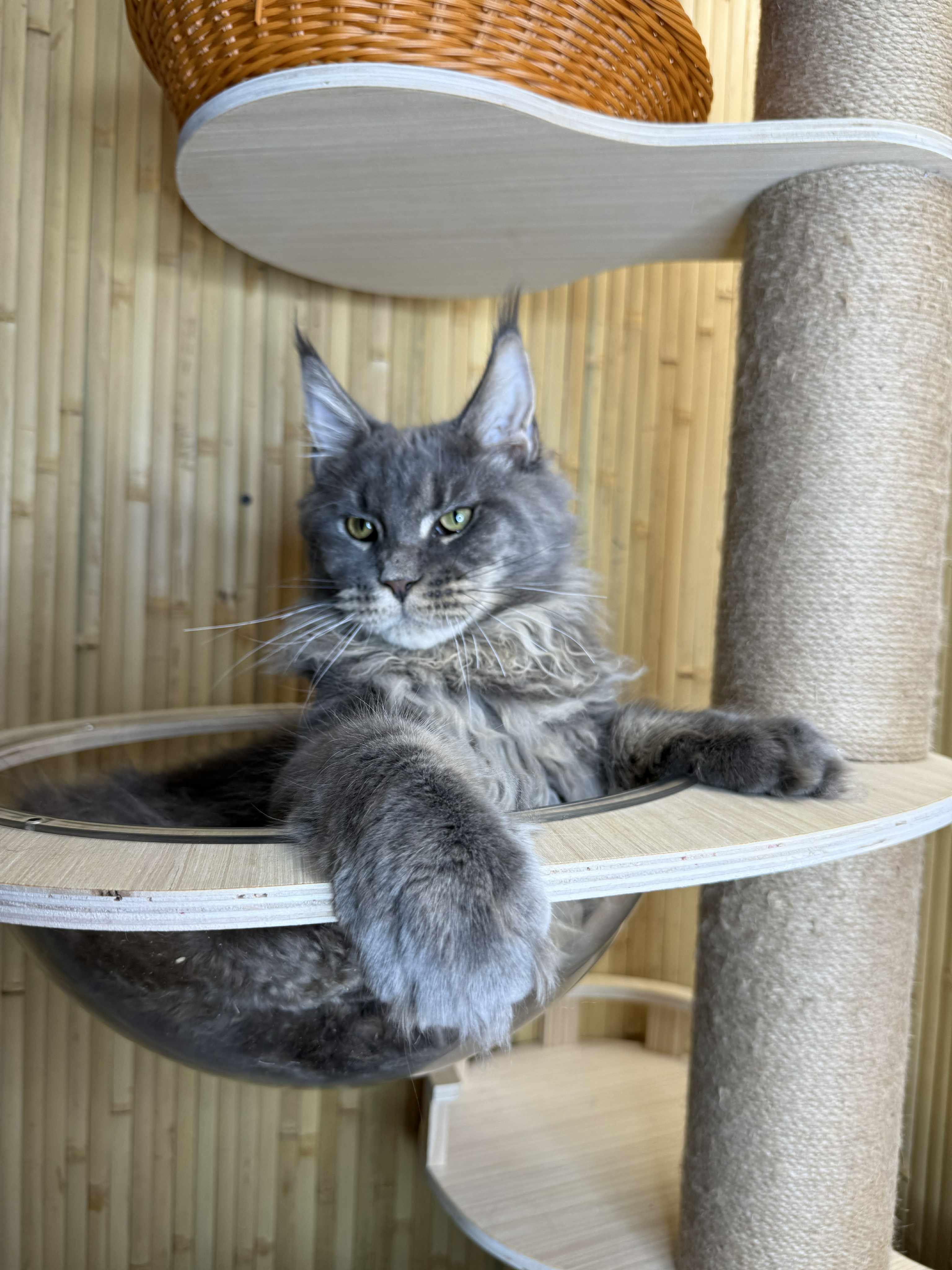 Kitten 27 (AVAILABLE)