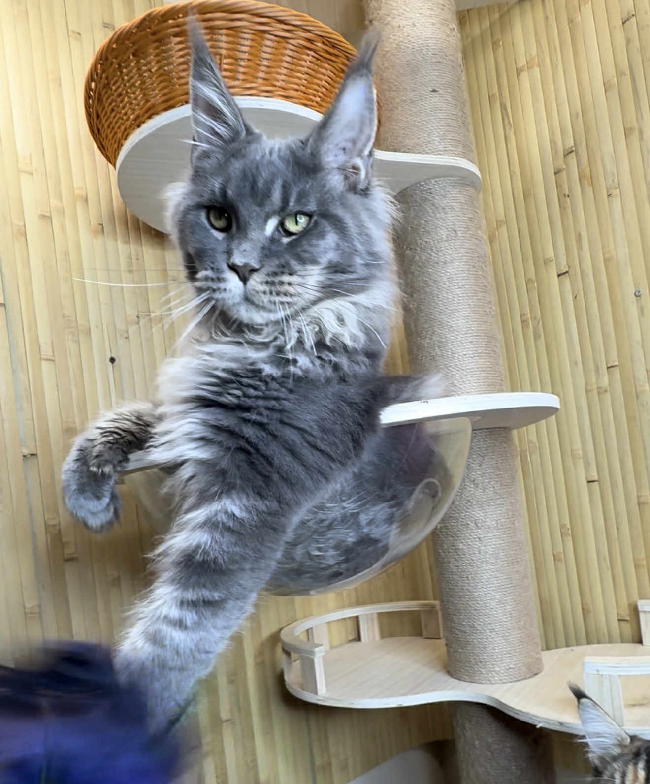 Kitten 27 (AVAILABLE)