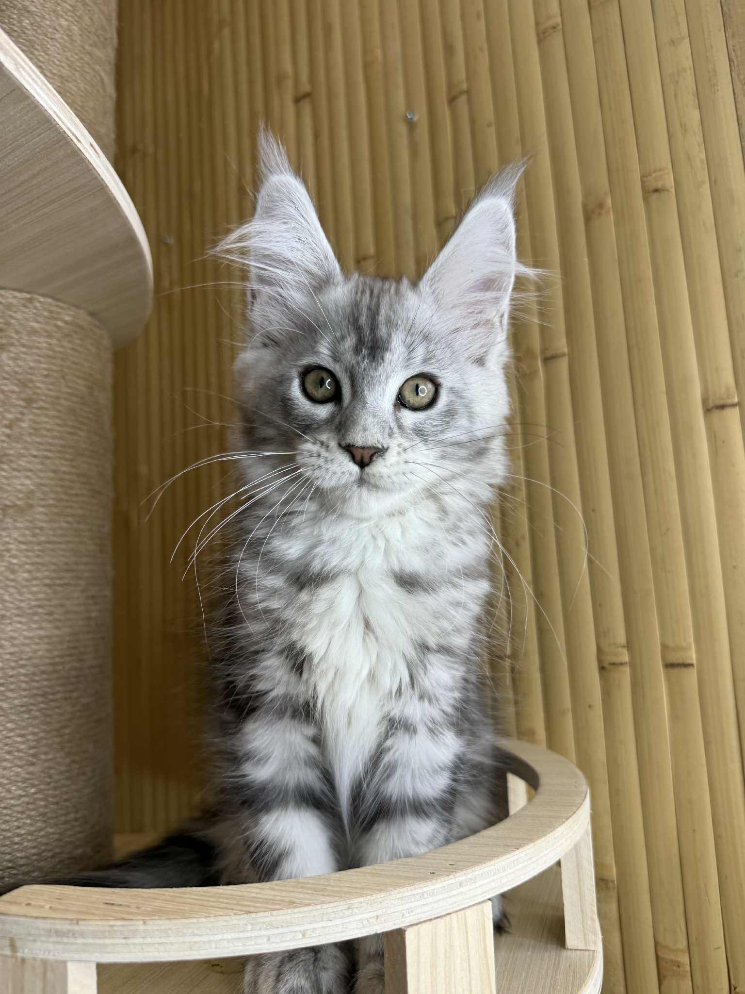 Kitten 39 (AVAILABLE)