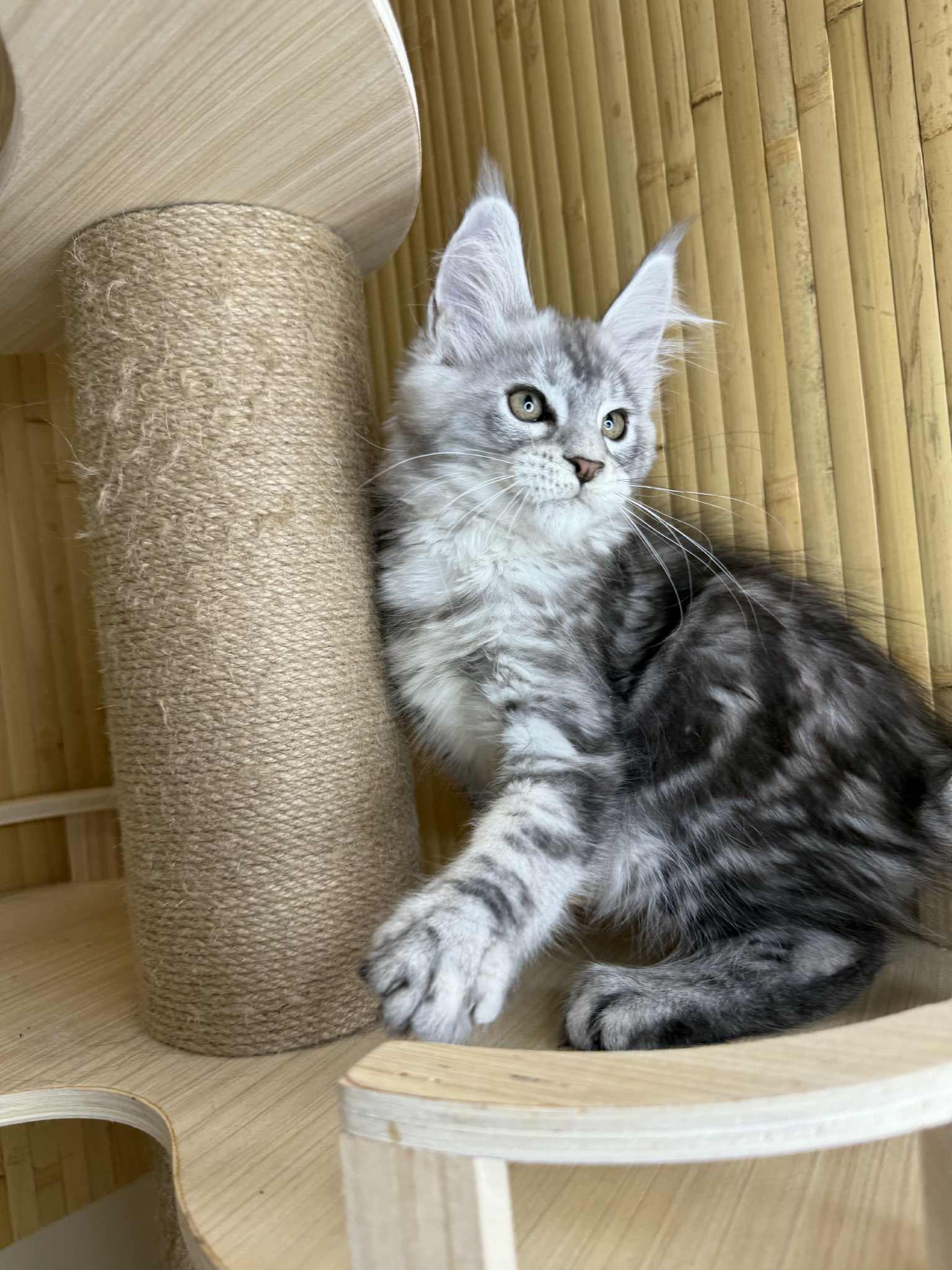 Kitten 39 (AVAILABLE)
