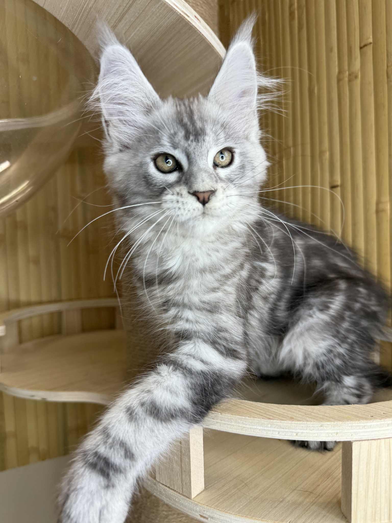 Kitten 39 (AVAILABLE)