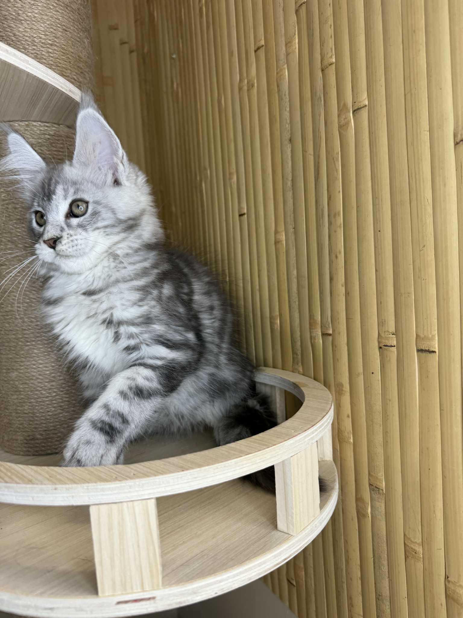 Kitten 39 (AVAILABLE)