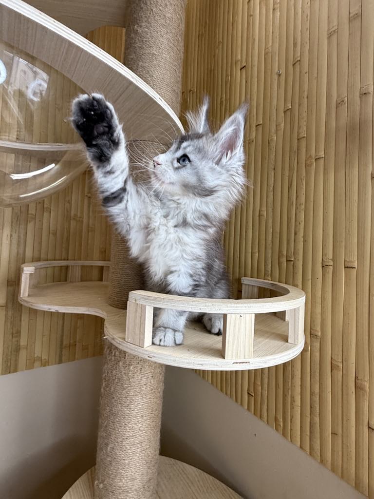 Kitten 41 (AVAILABLE)