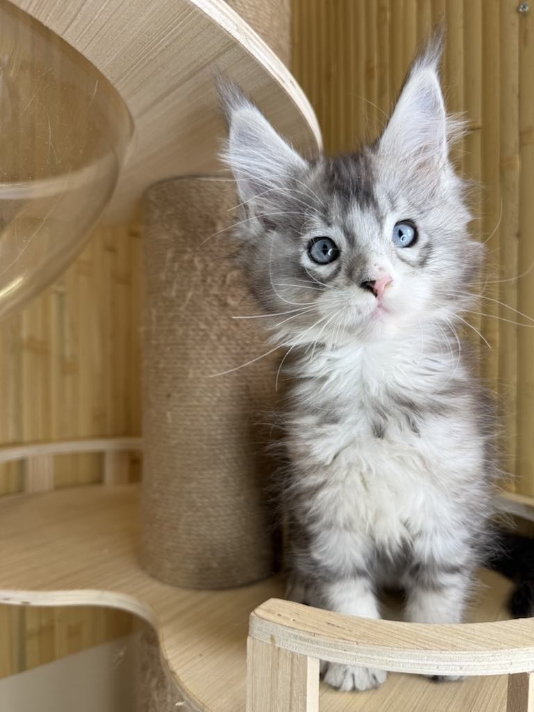 Kitten 41 (AVAILABLE)