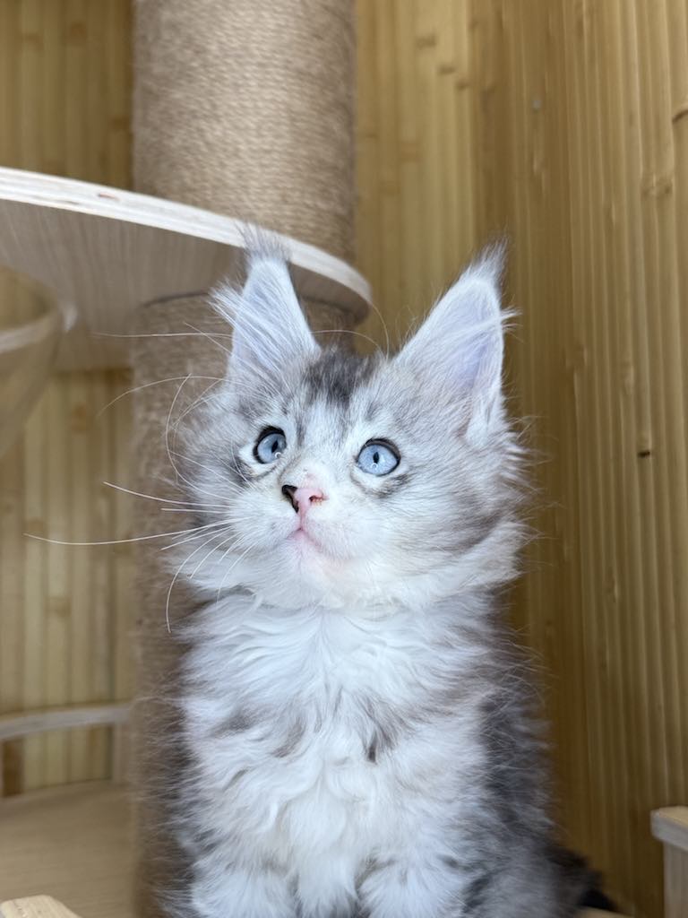 Kitten 41 (AVAILABLE)