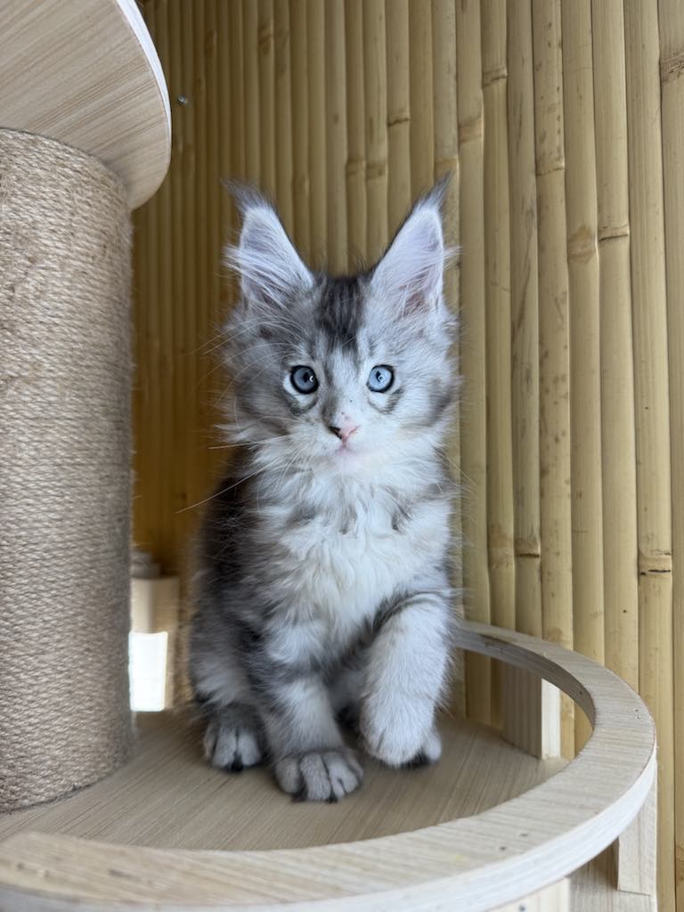Kitten 41 (AVAILABLE)