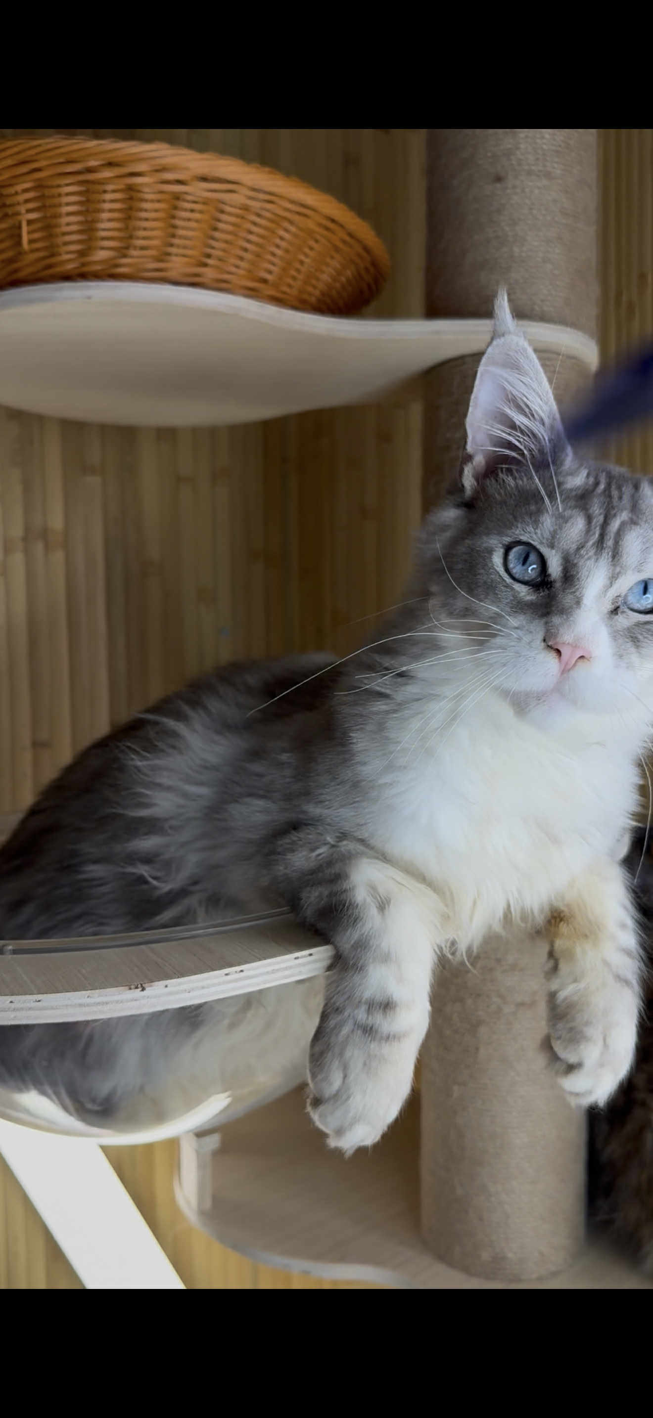 Kitten 22A (AVAILABLE)