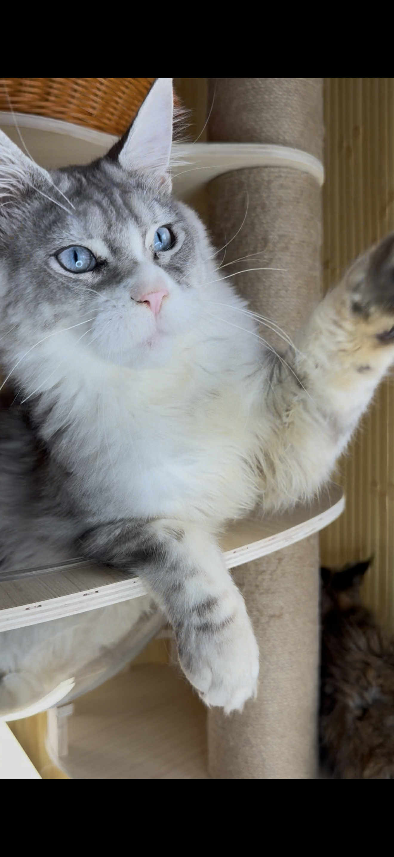 Kitten 22A (AVAILABLE)