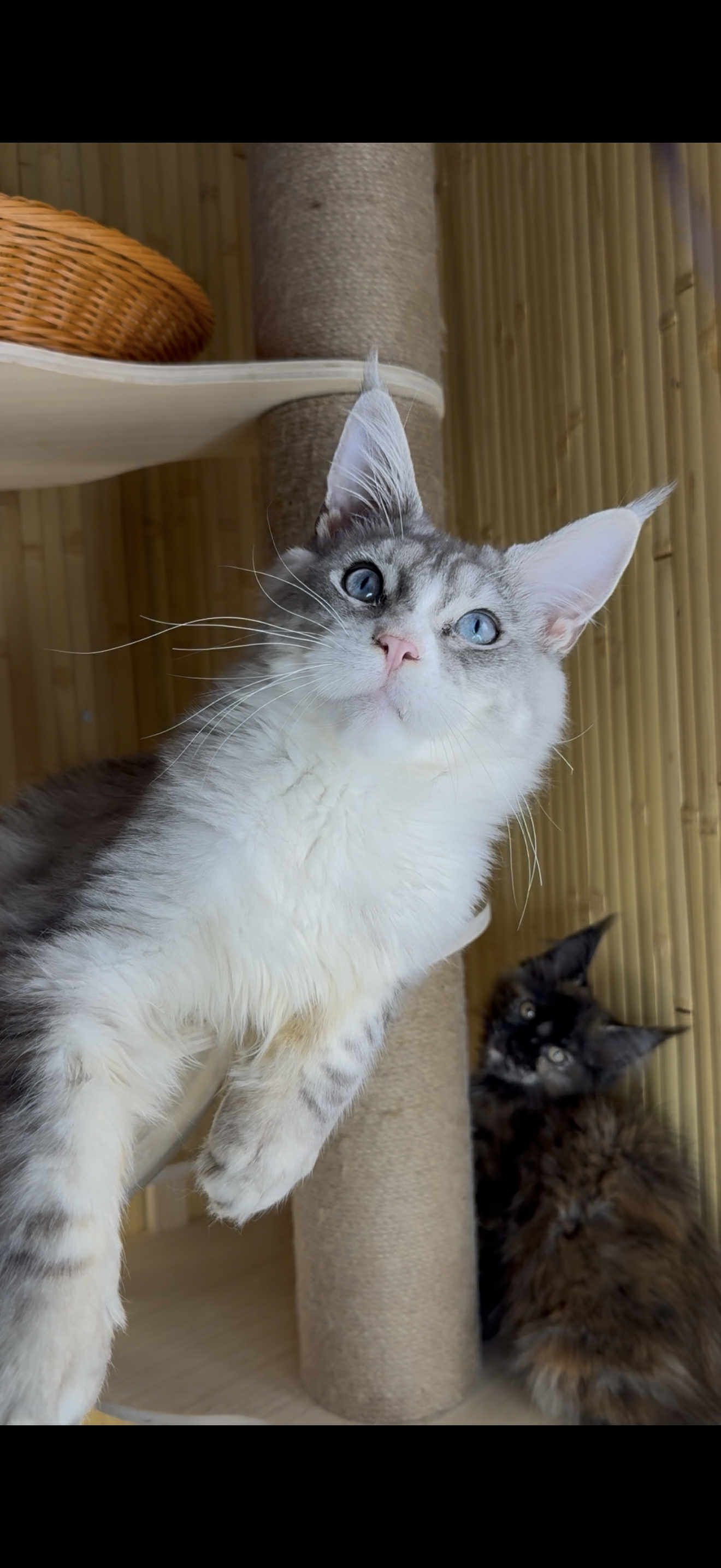 Kitten 22A (AVAILABLE)