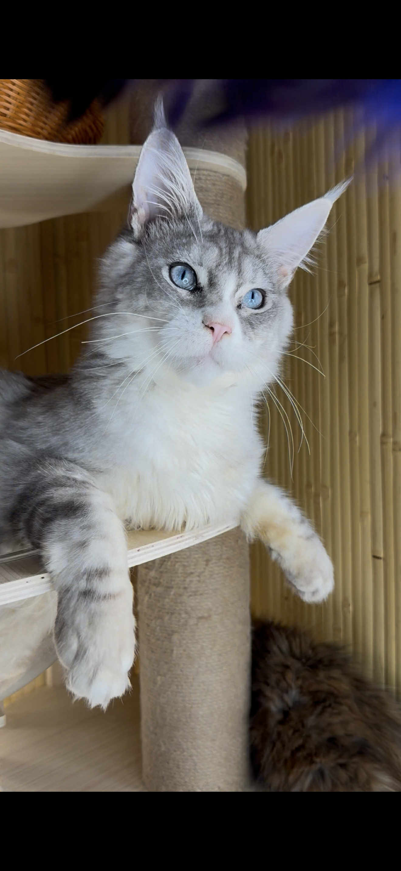 Kitten 22A (AVAILABLE)