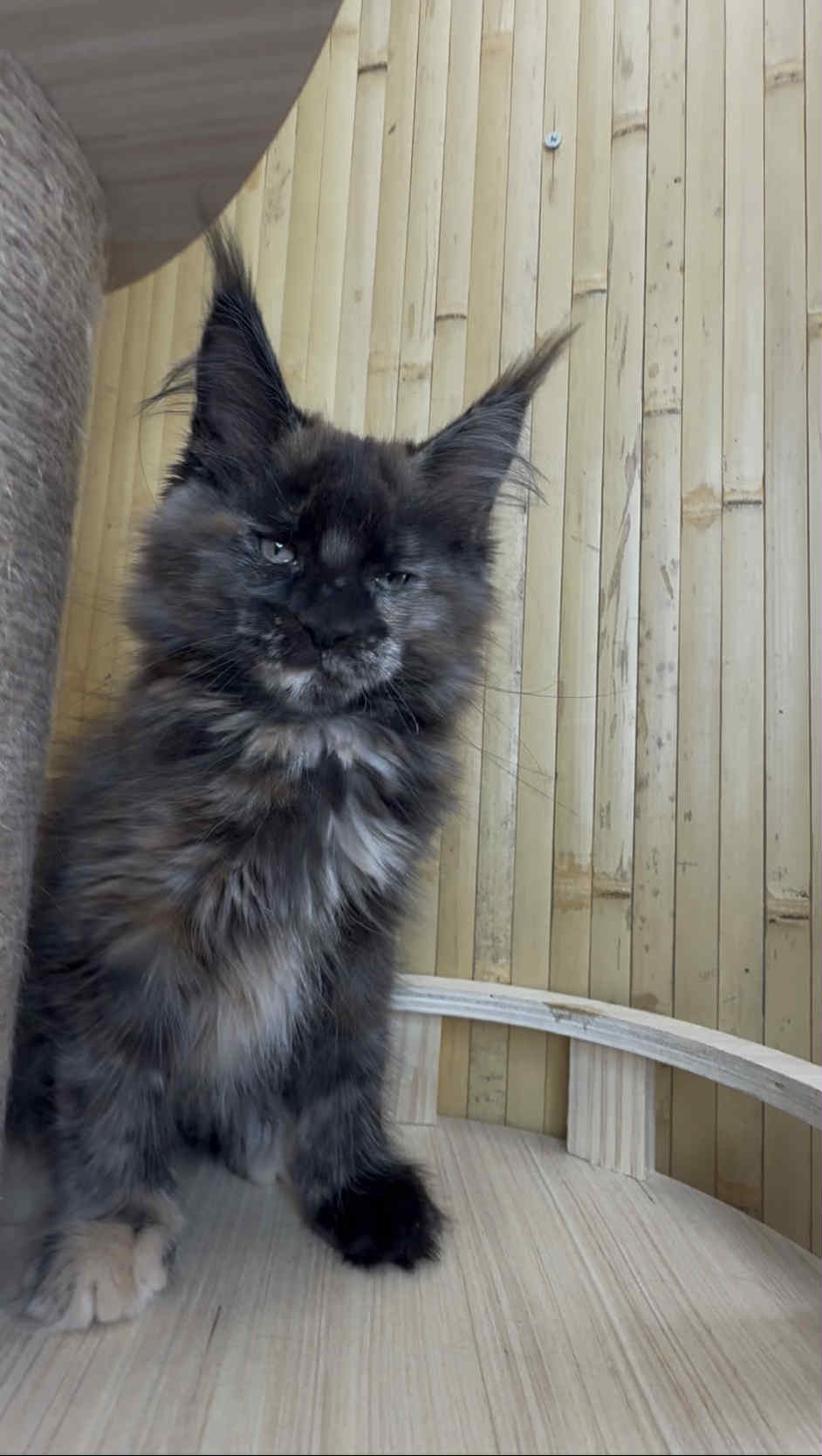 Kitten 40 (AVAILABLE)