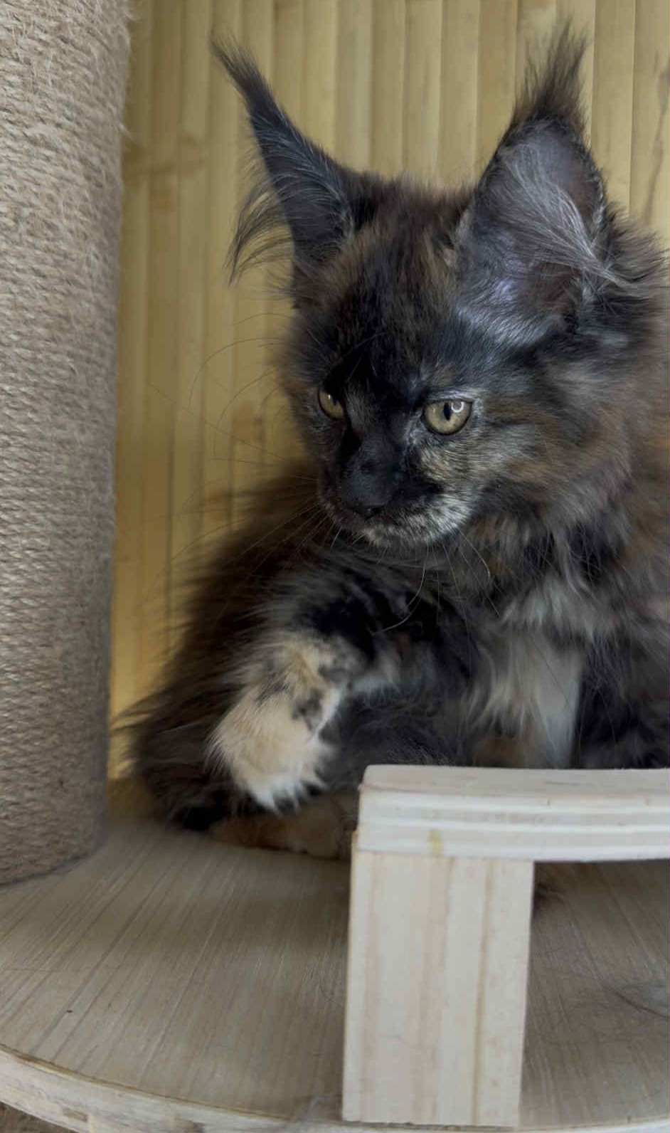 Kitten 40 (AVAILABLE)