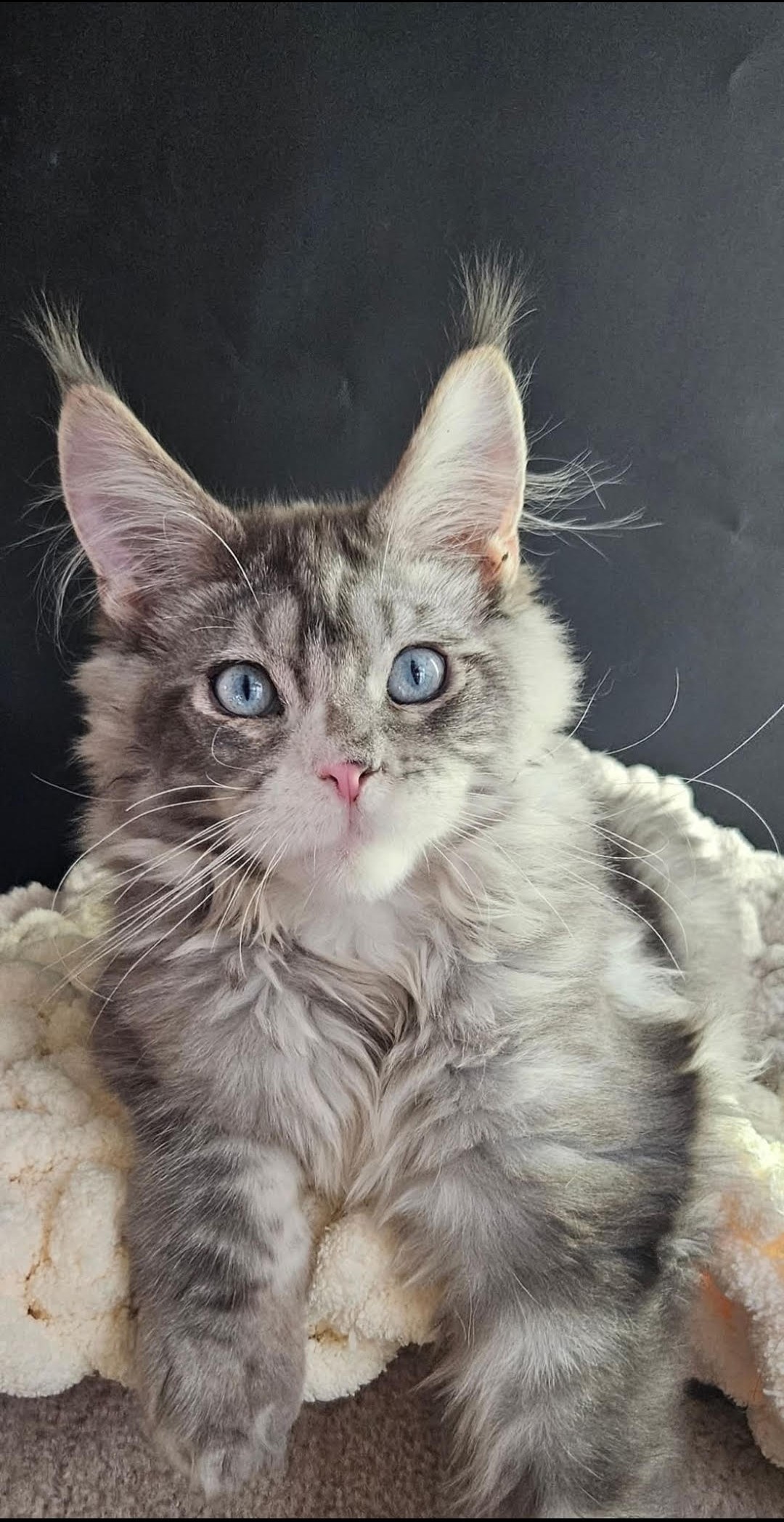Kitten 22B (AVAILABLE)