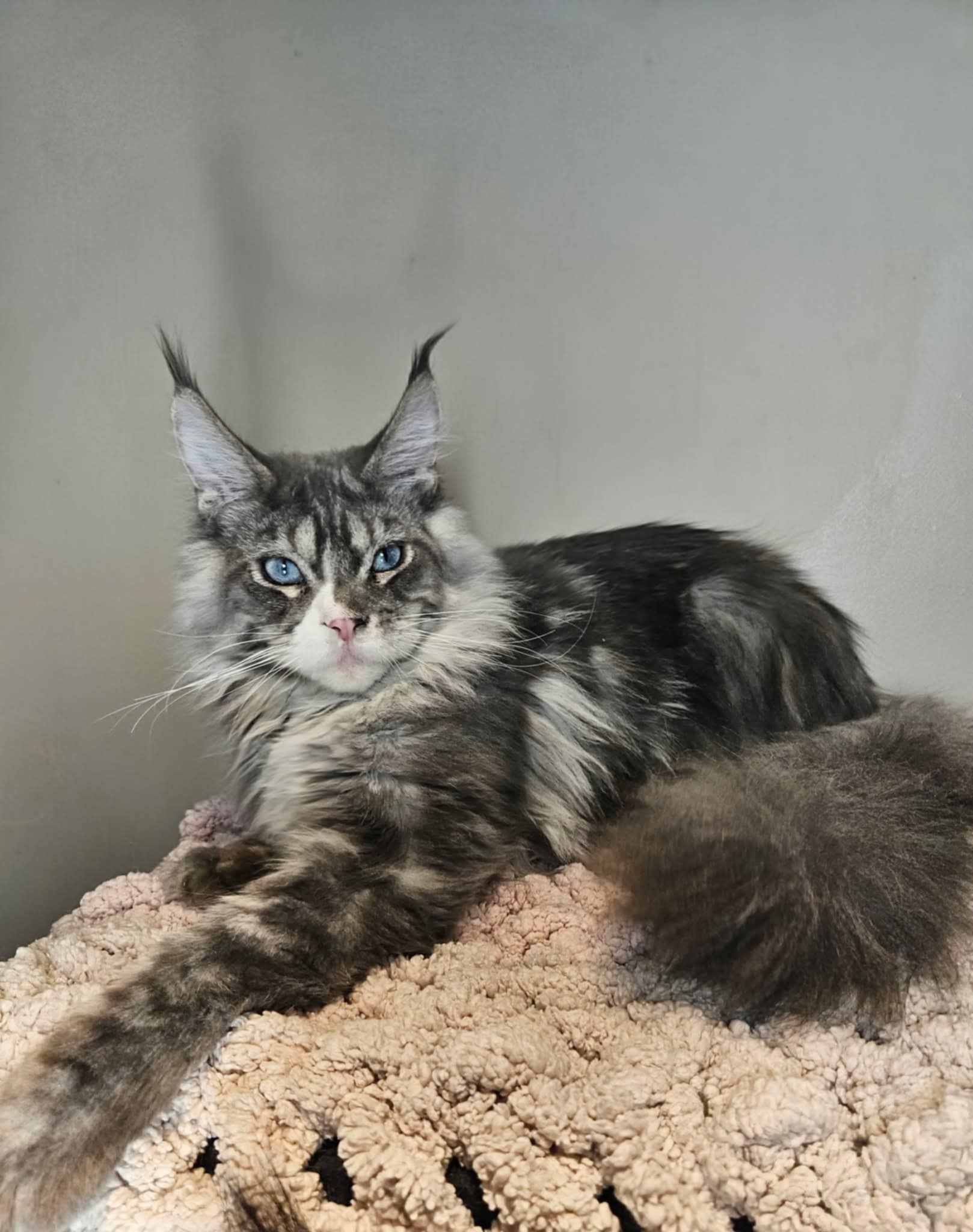 Kitten 22B (AVAILABLE)