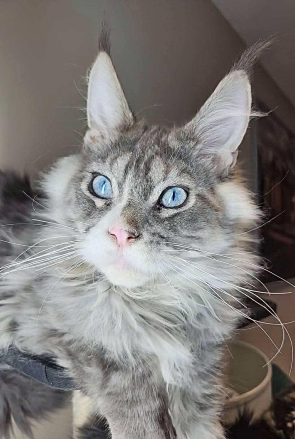 Kitten 22B (AVAILABLE)