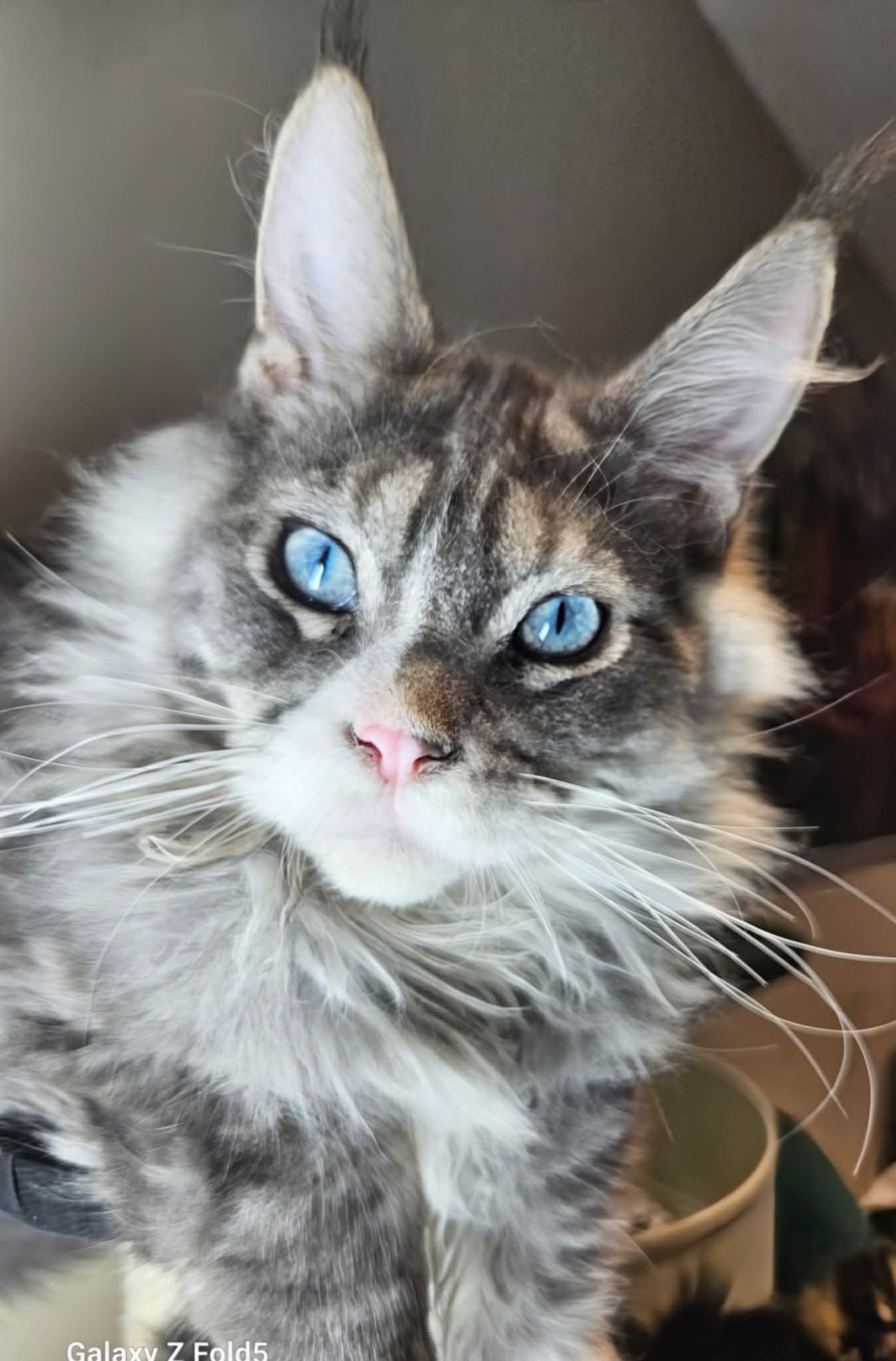 Kitten 22B (AVAILABLE)