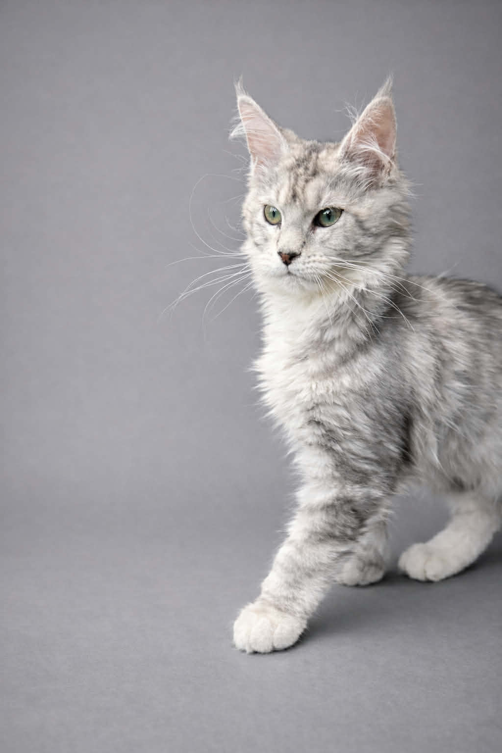 Kitten 76 (AVAILABLE)