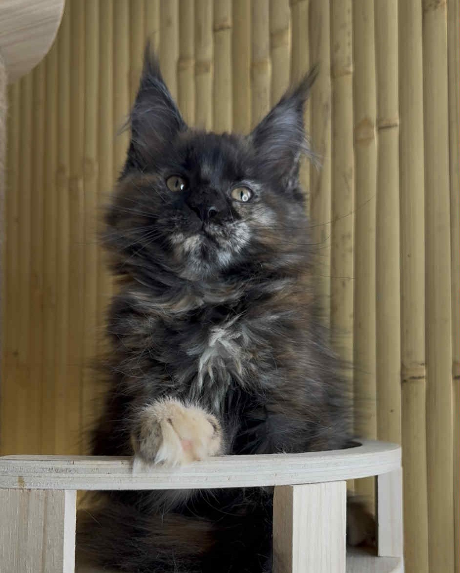 Kitten 40 (AVAILABLE)