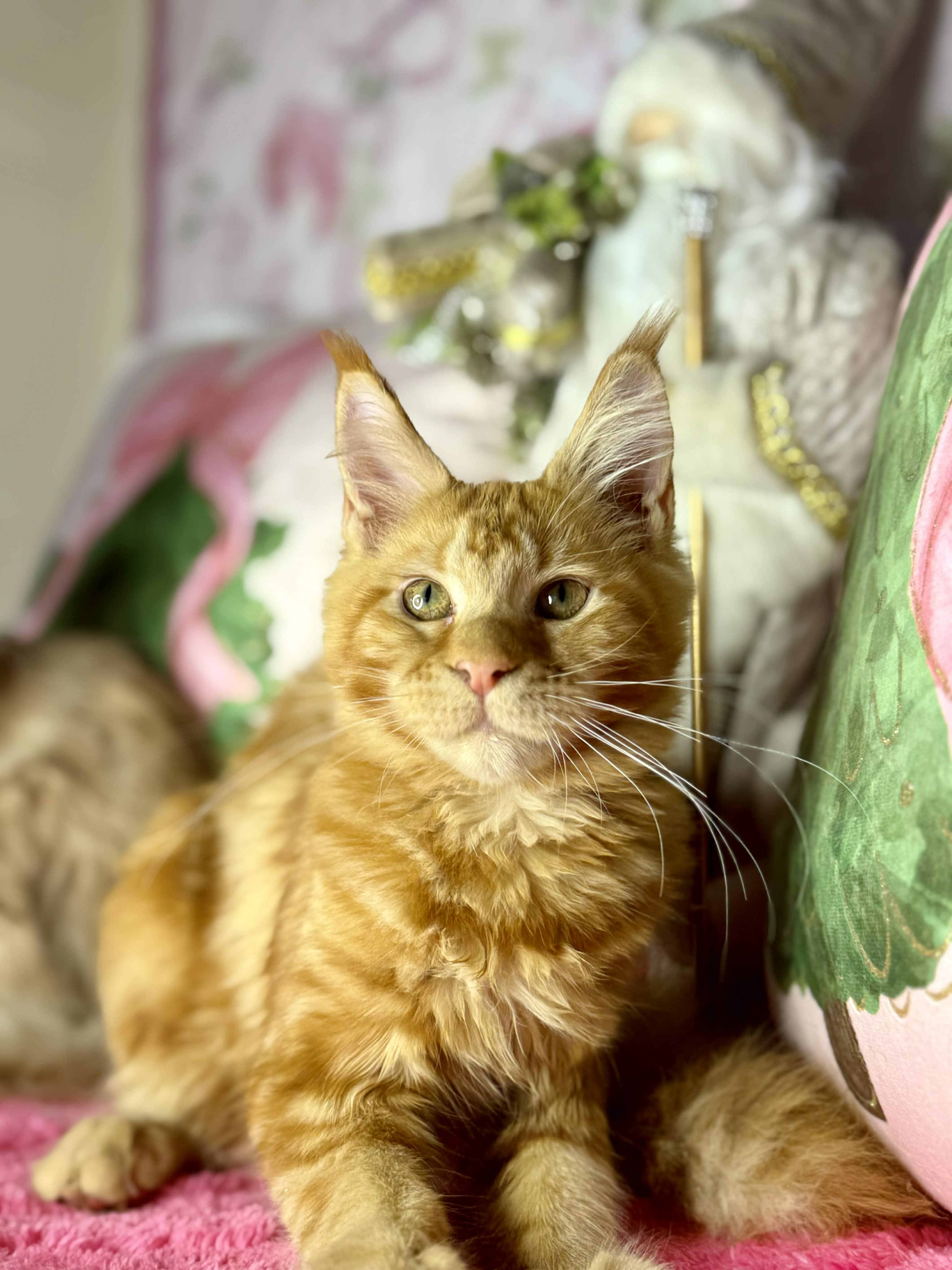 Kitten 63 (AVAILABLE)