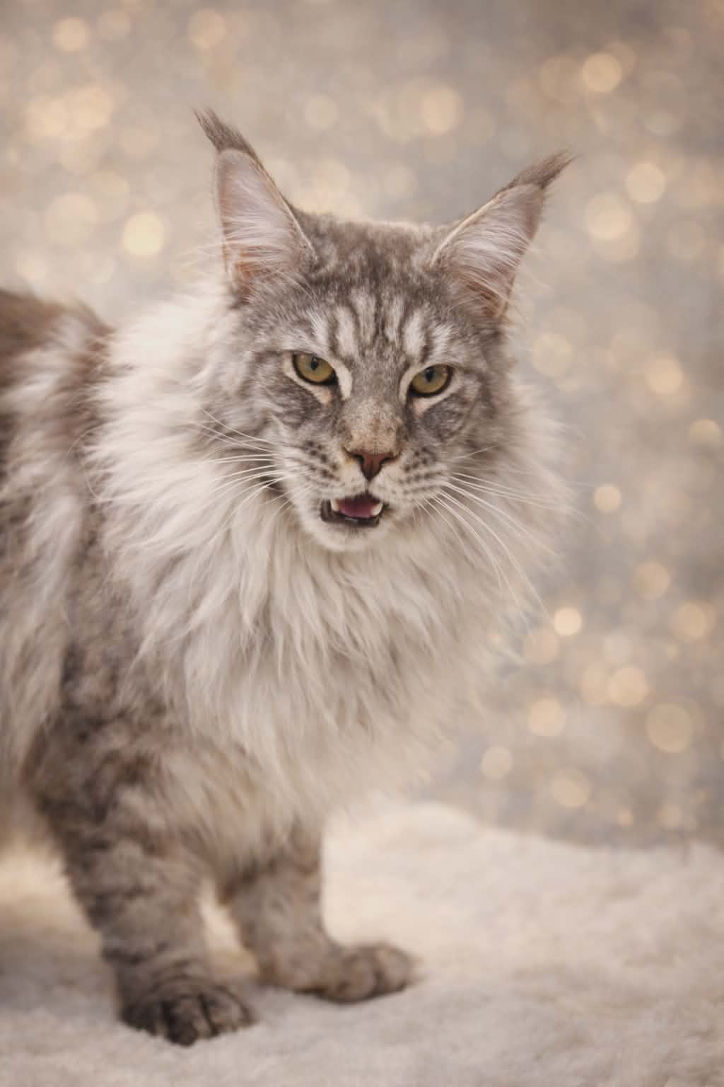 Kitten 80 (AVAILABLE)