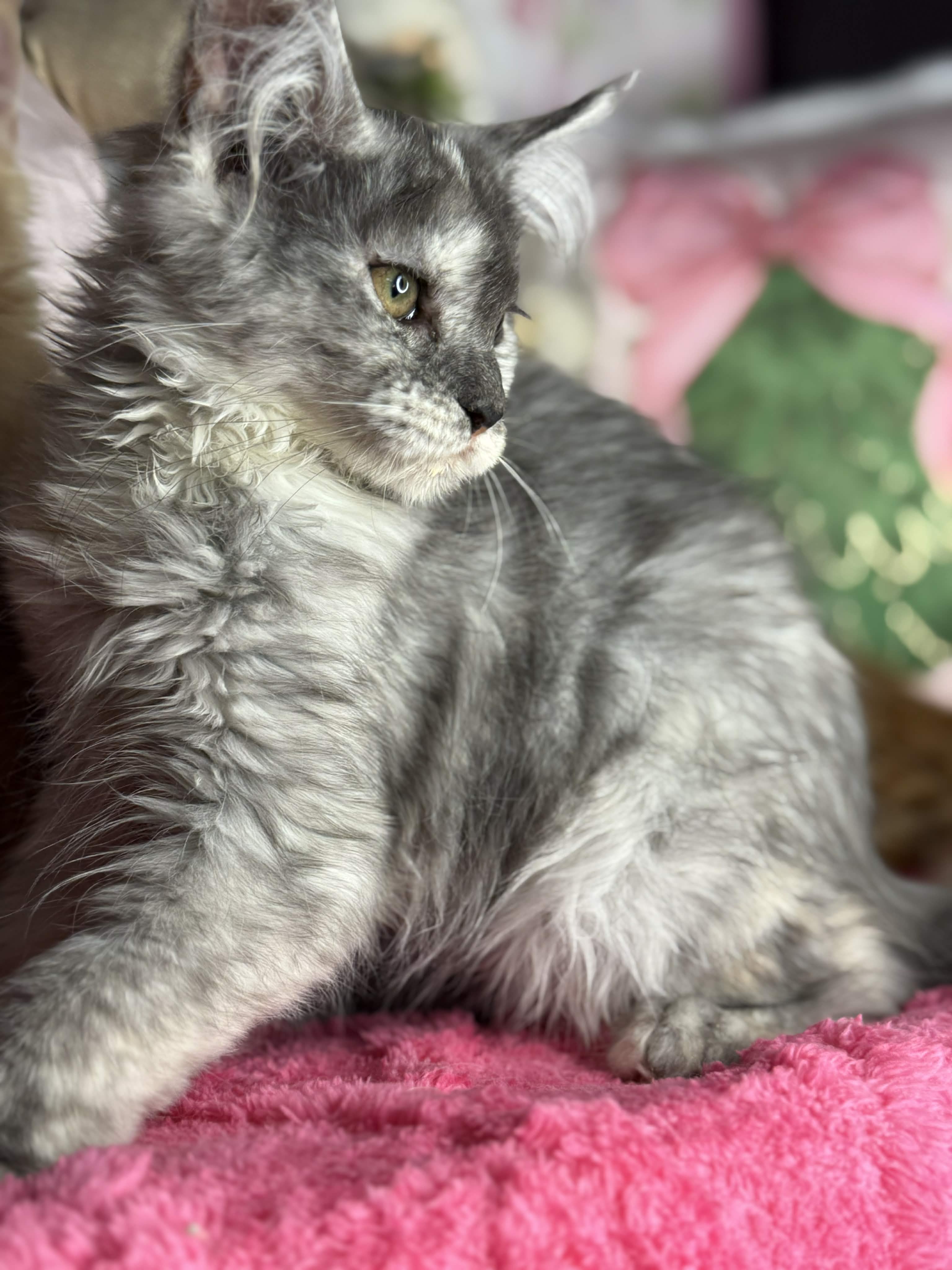 Kitten 64 (AVAILABLE)