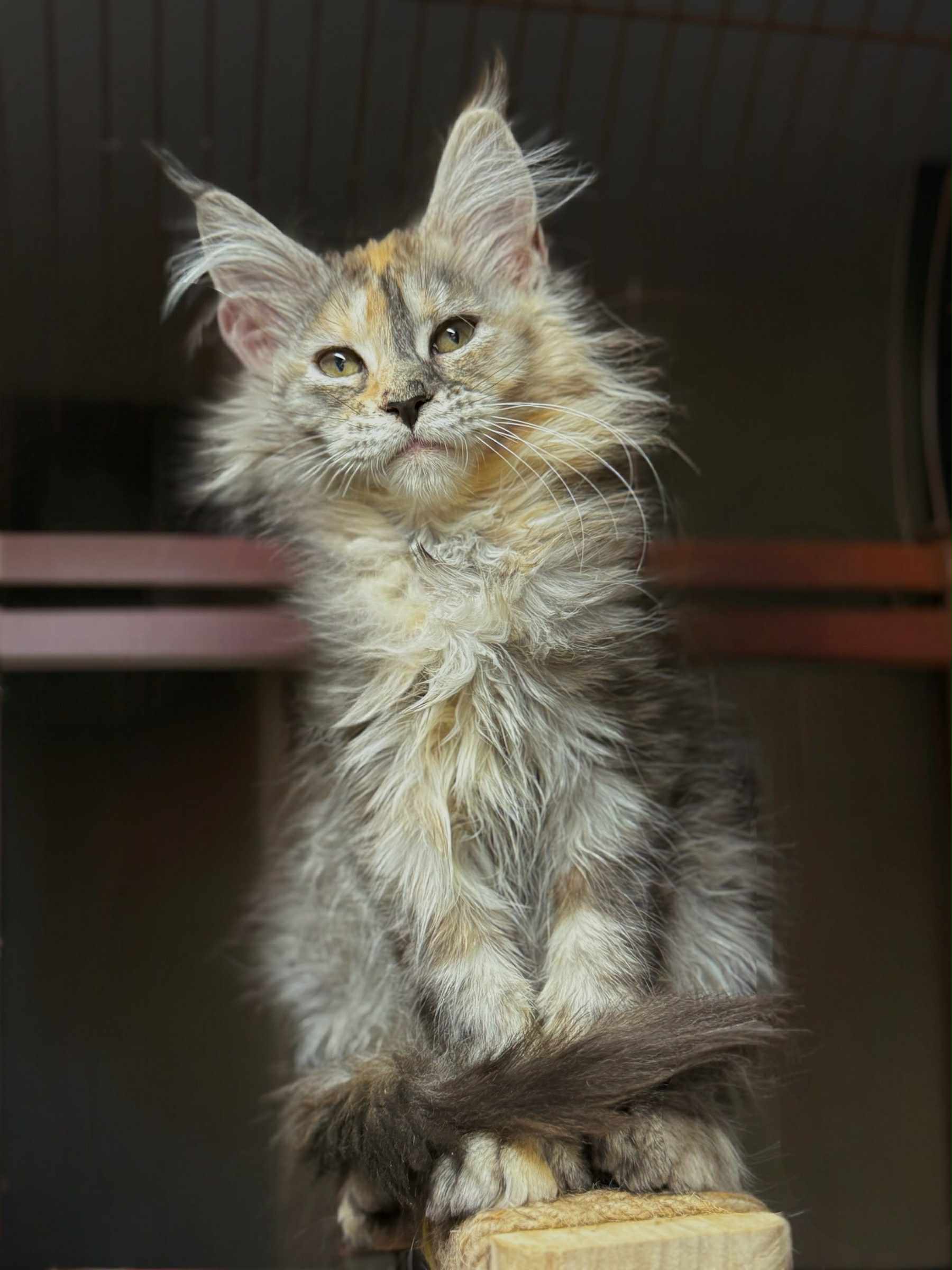 Kitten 56 (RESERVED)