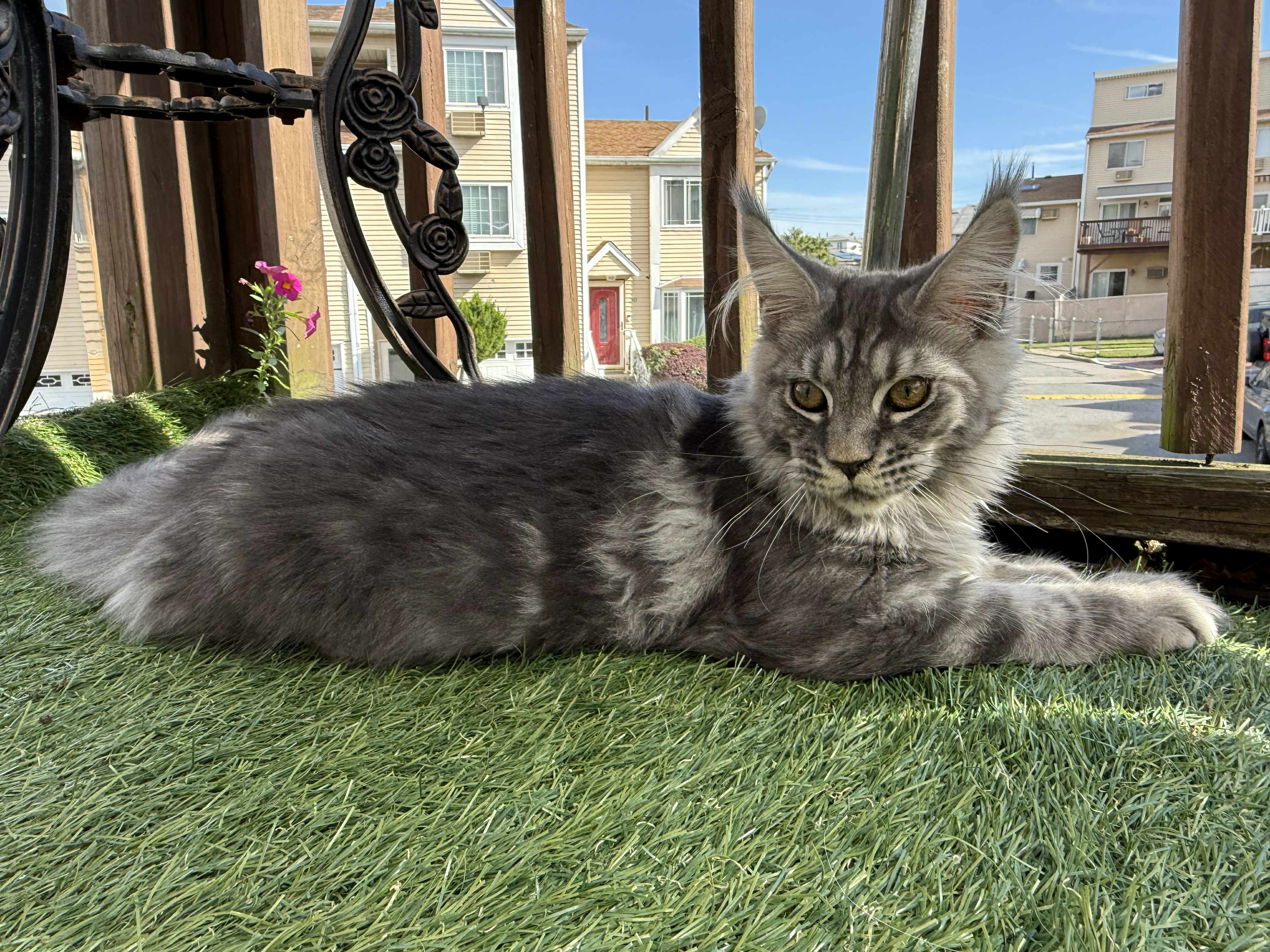 Kitten 43 (AVAILABLE)