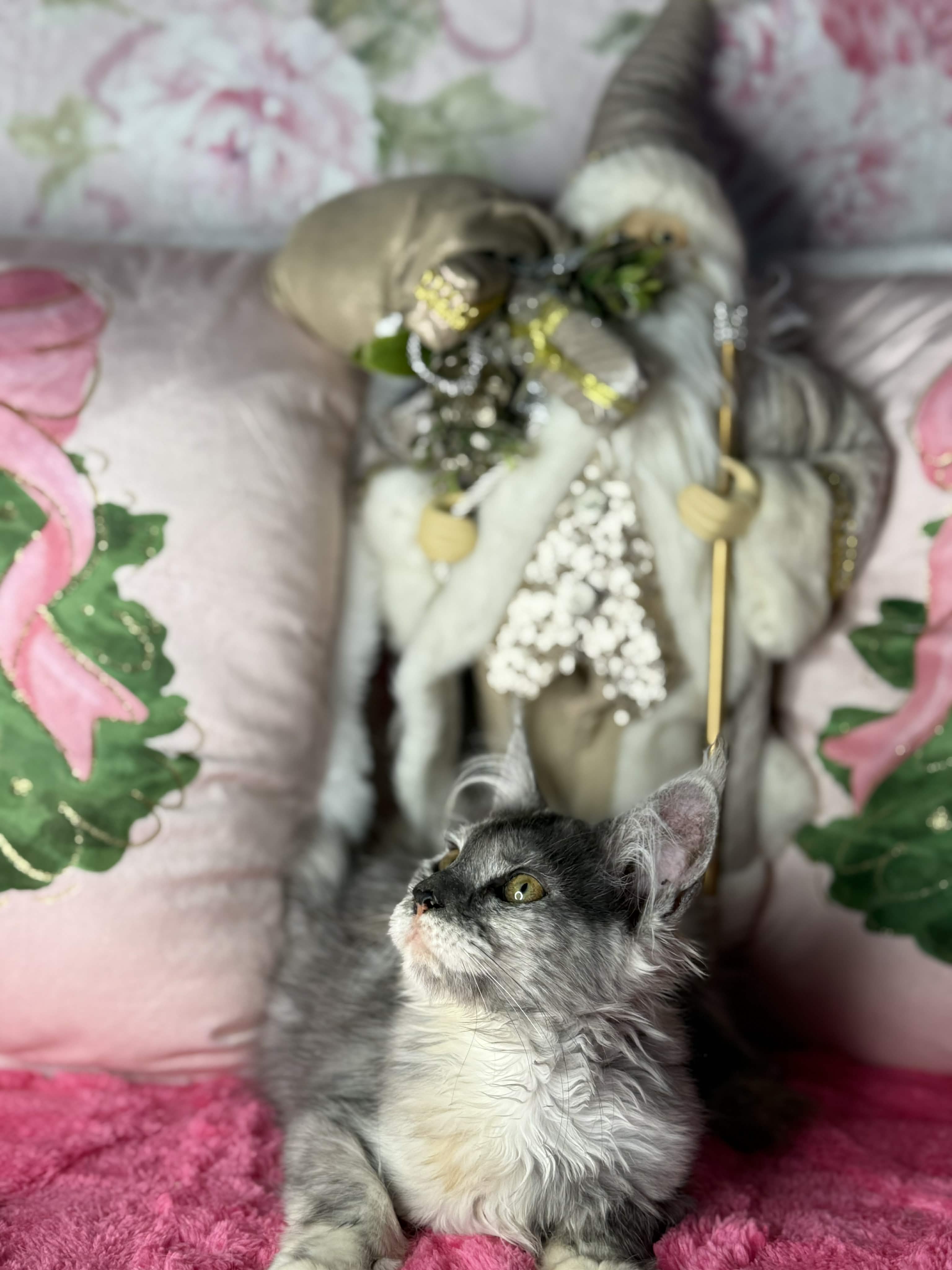 Kitten 64 (AVAILABLE)