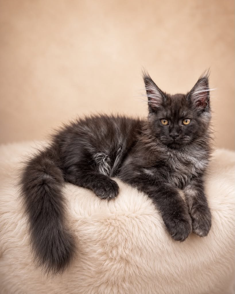 Kitten 91 (AVAILABLE)