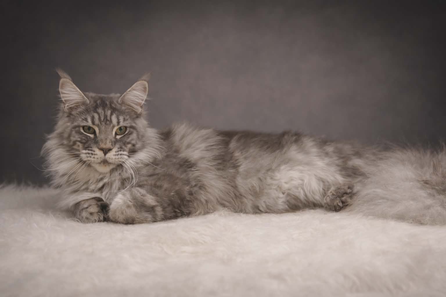 Kitten 80 (AVAILABLE)