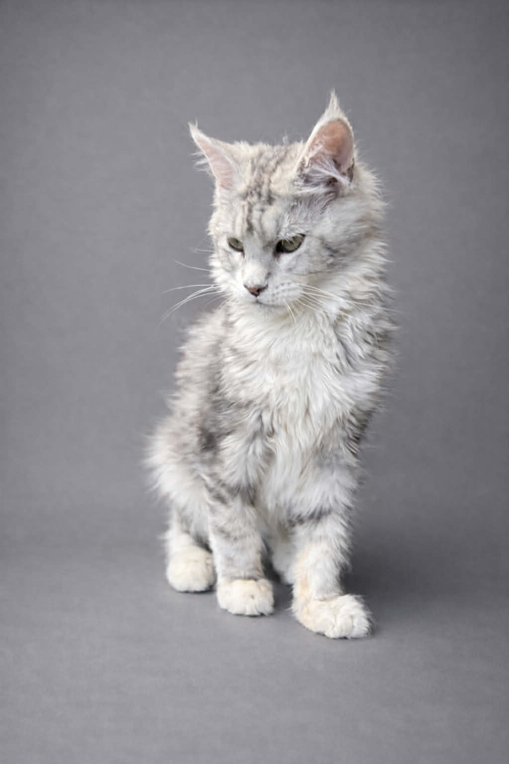 Kitten 76 (AVAILABLE)