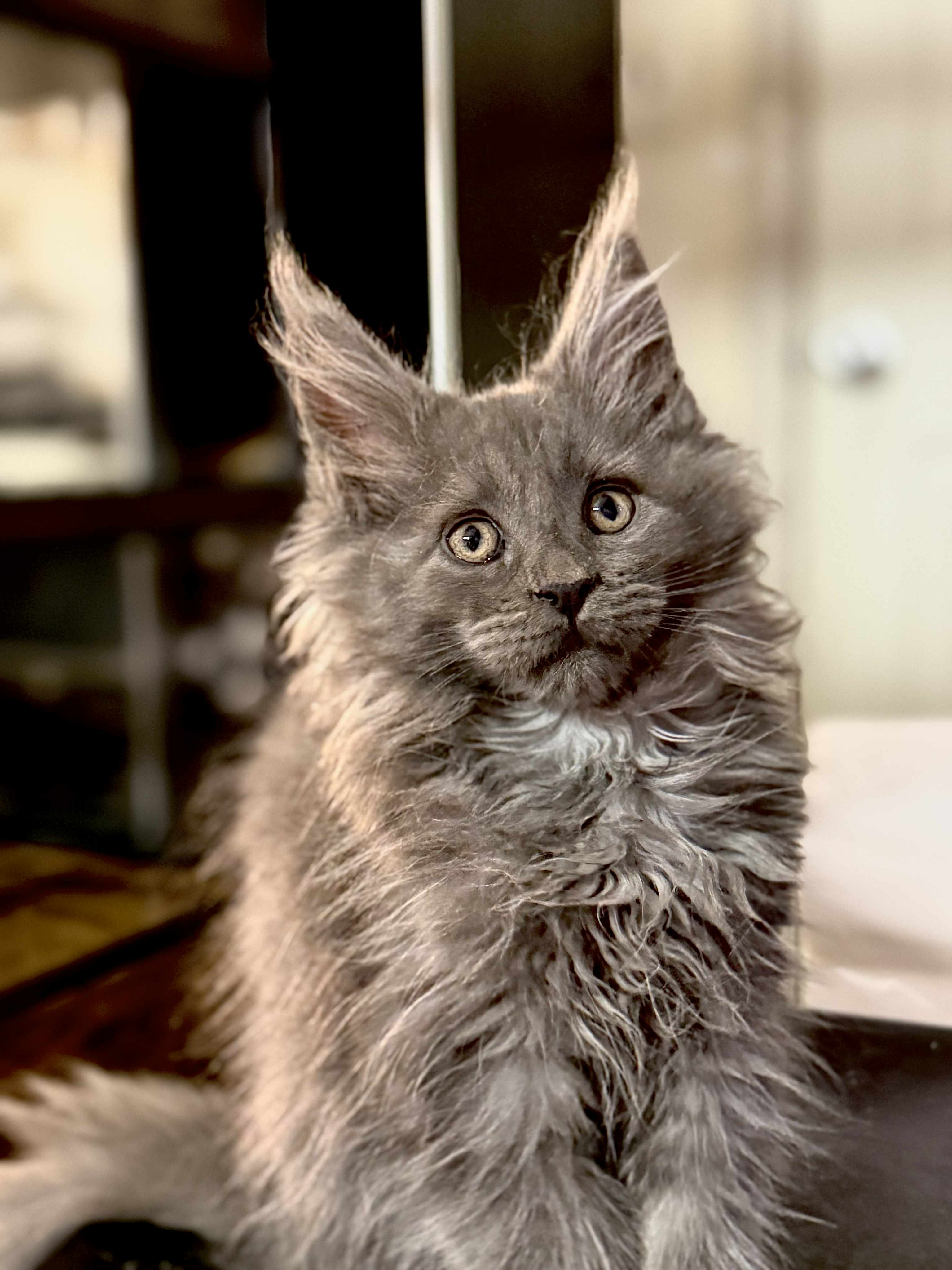 Kitten 55 (AVAILABLE FOR RESERVATION)