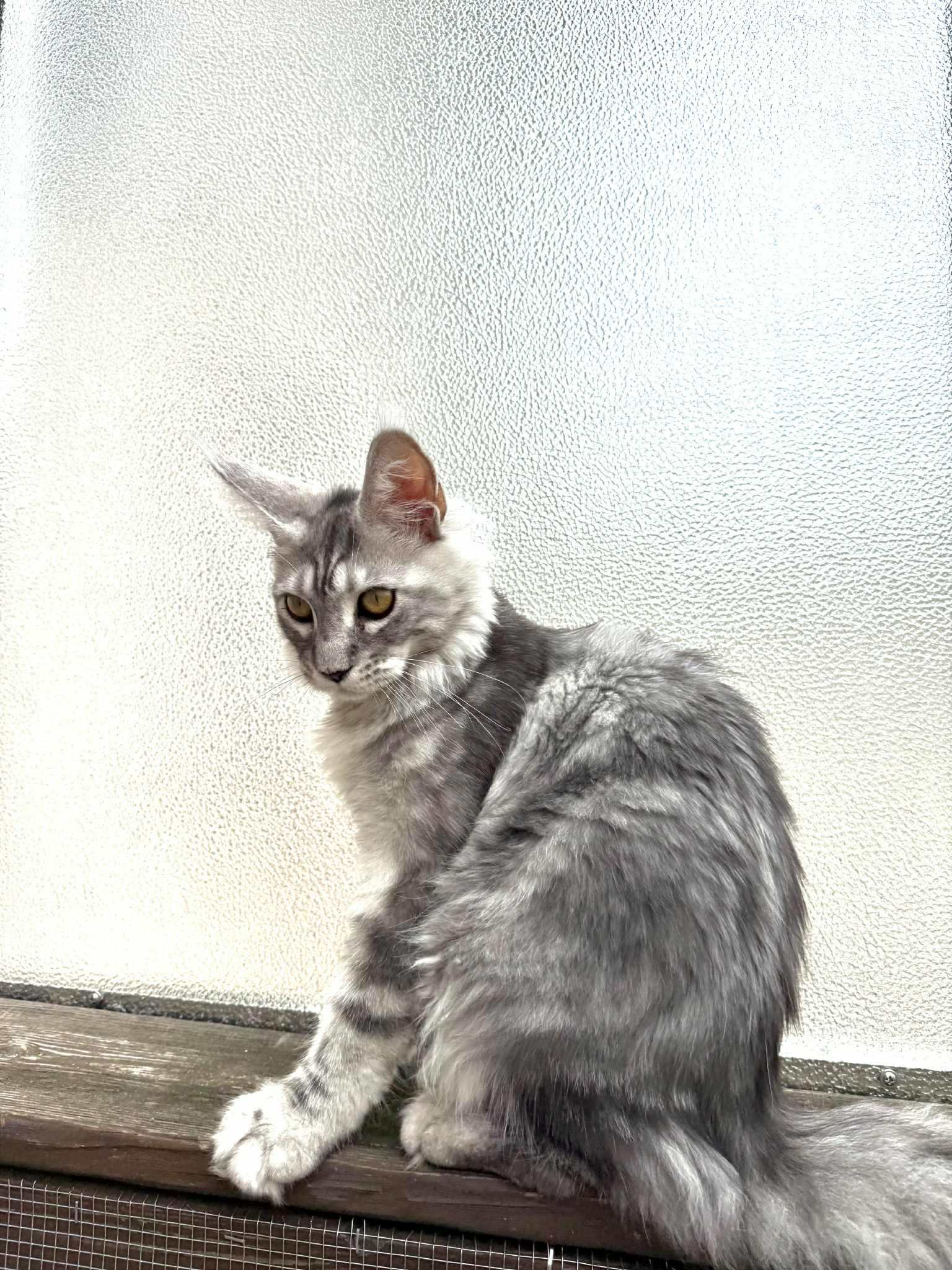 Kitten 42 (AVAILABLE)