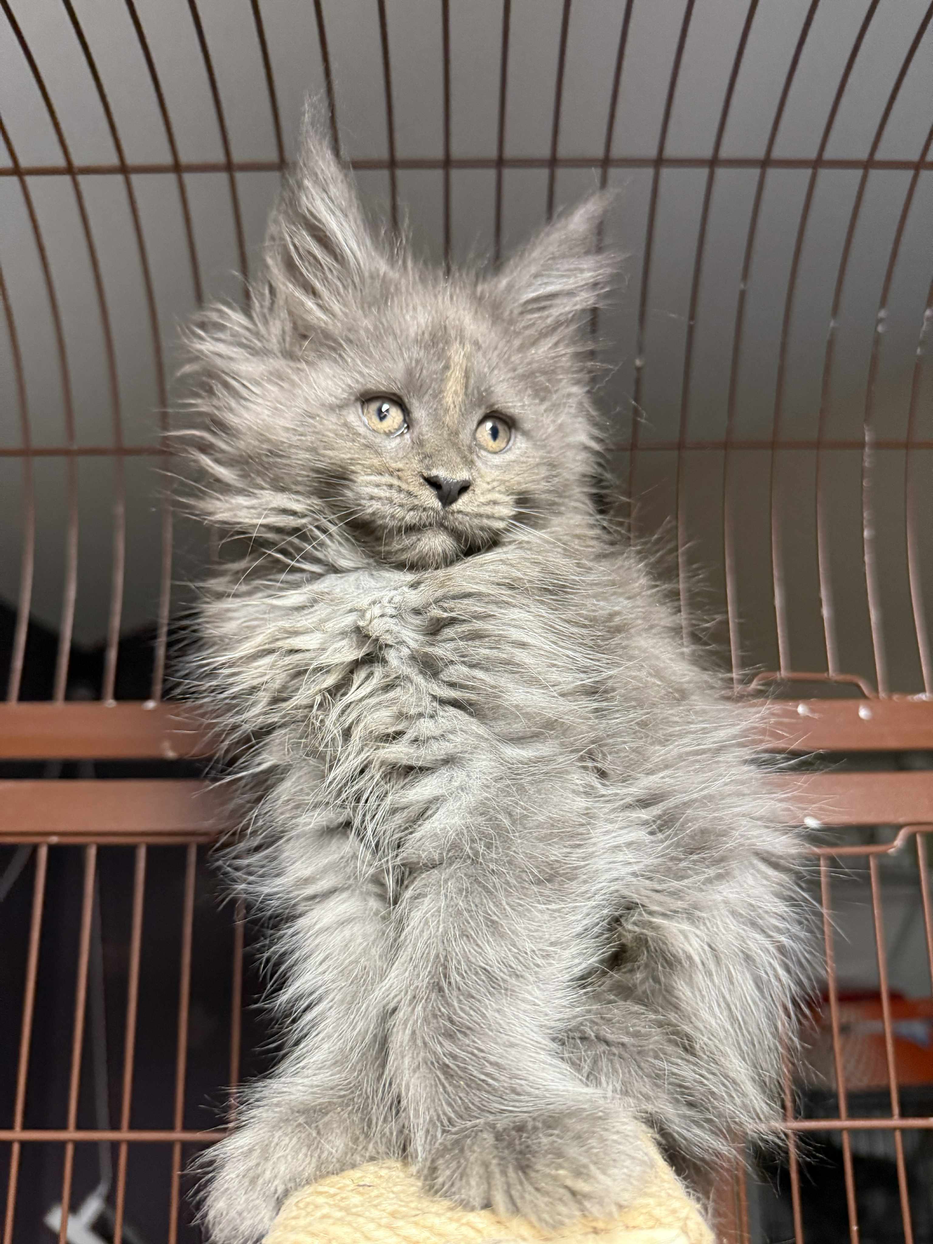 Kitten 52 (AVAILABLE)