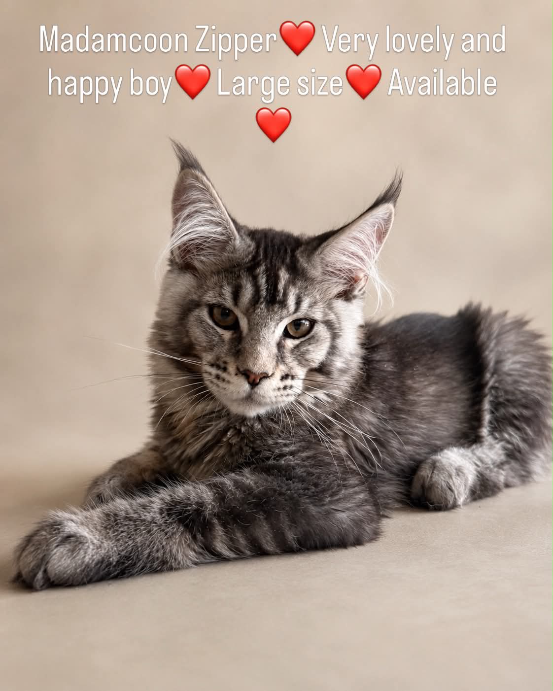 Kitten 87 (AVAILABLE)