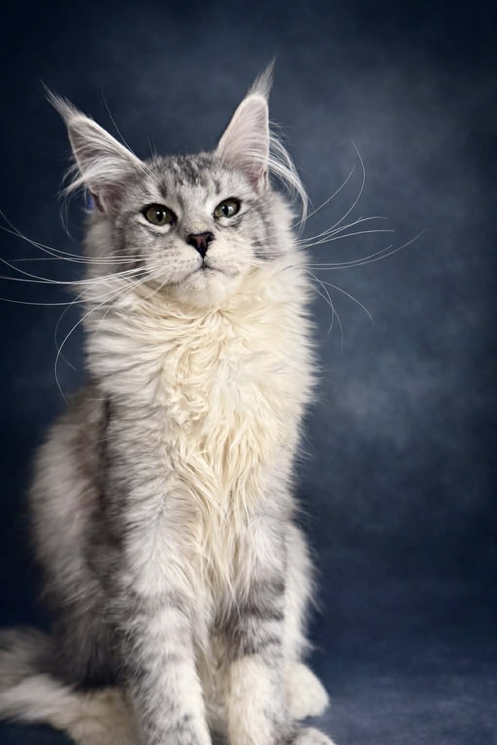 Kitten 72 (AVAILABLE)