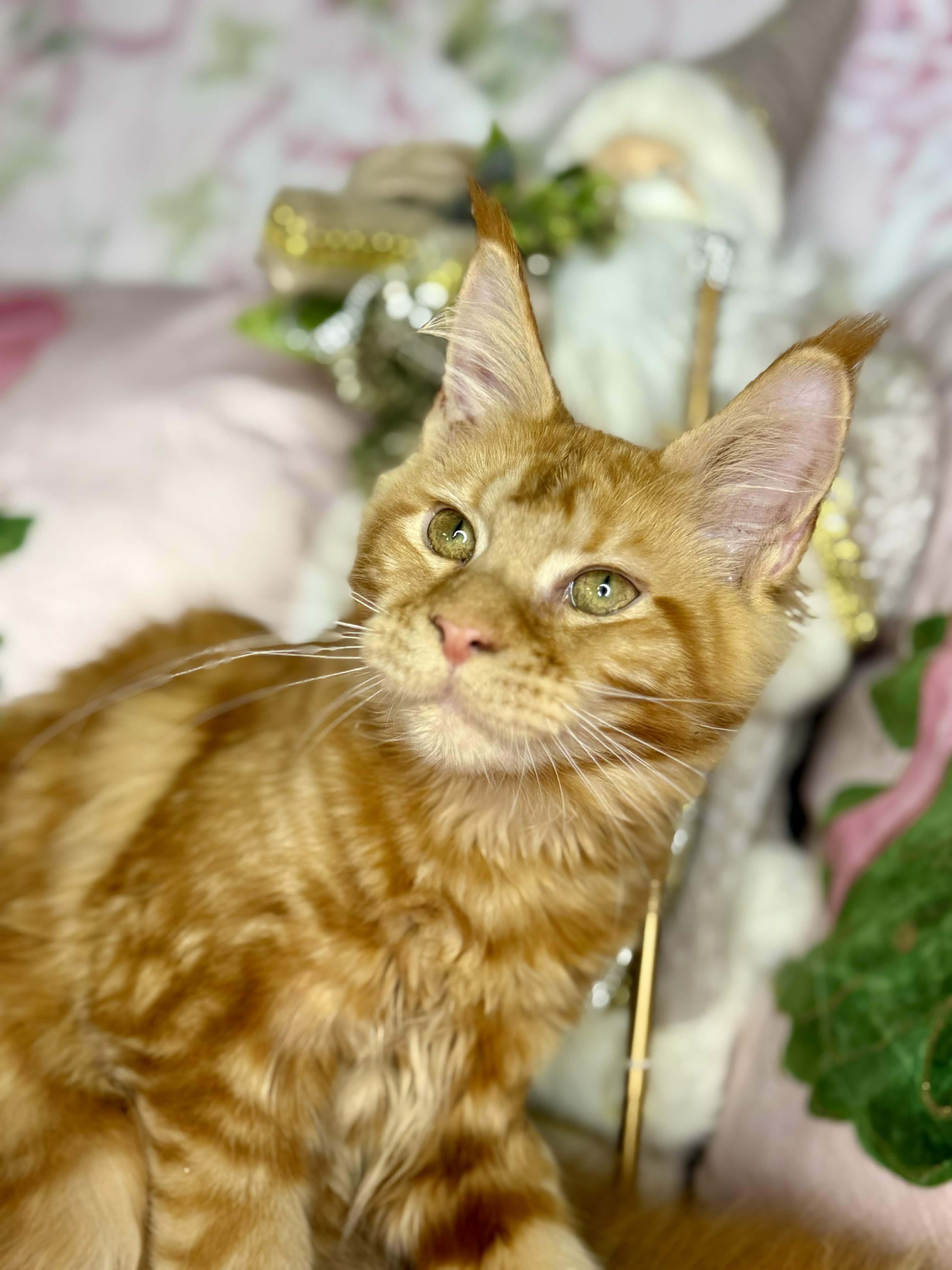 Kitten 63 (AVAILABLE)