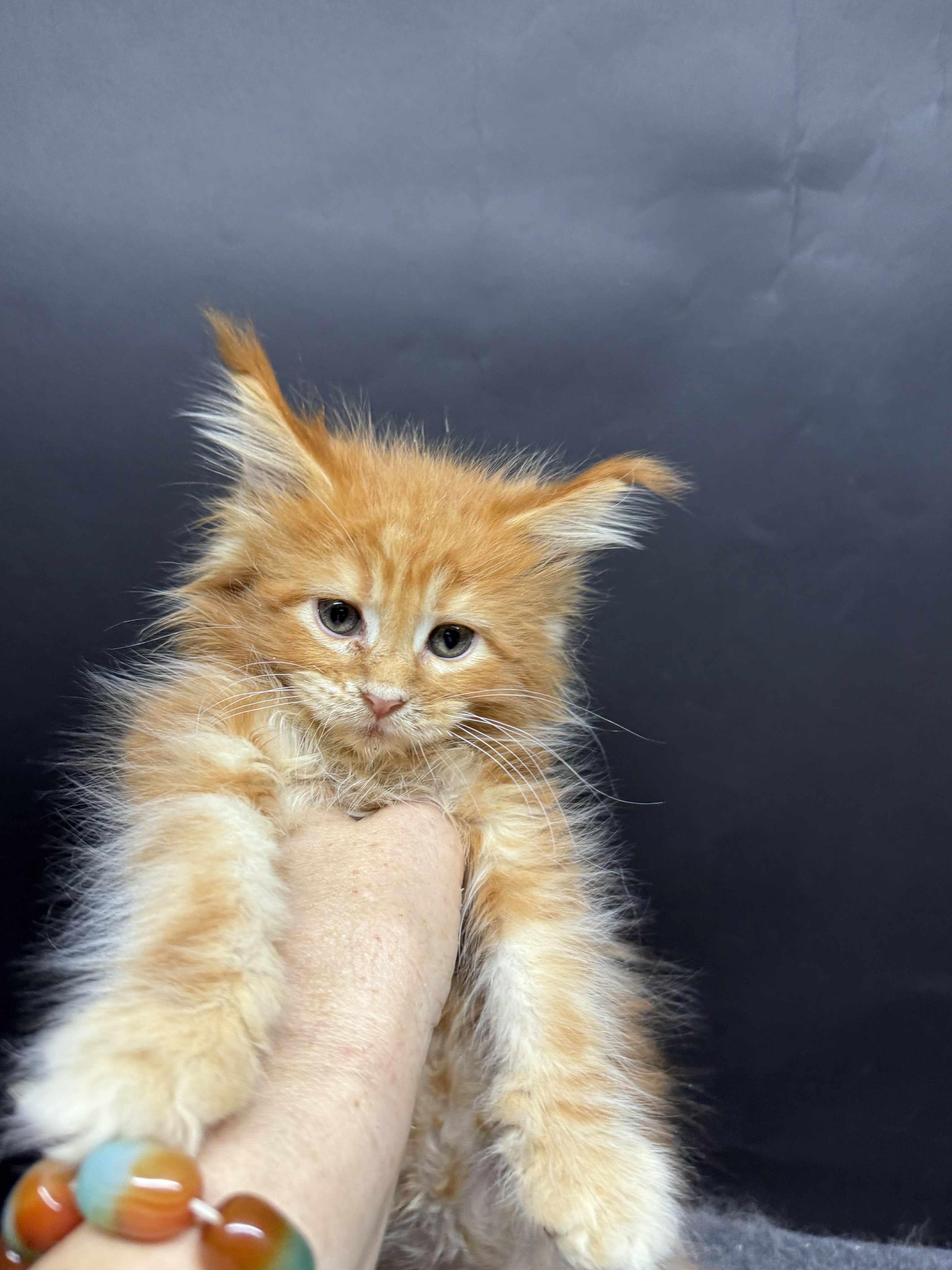 Kitten 50 (AVAILABLE)