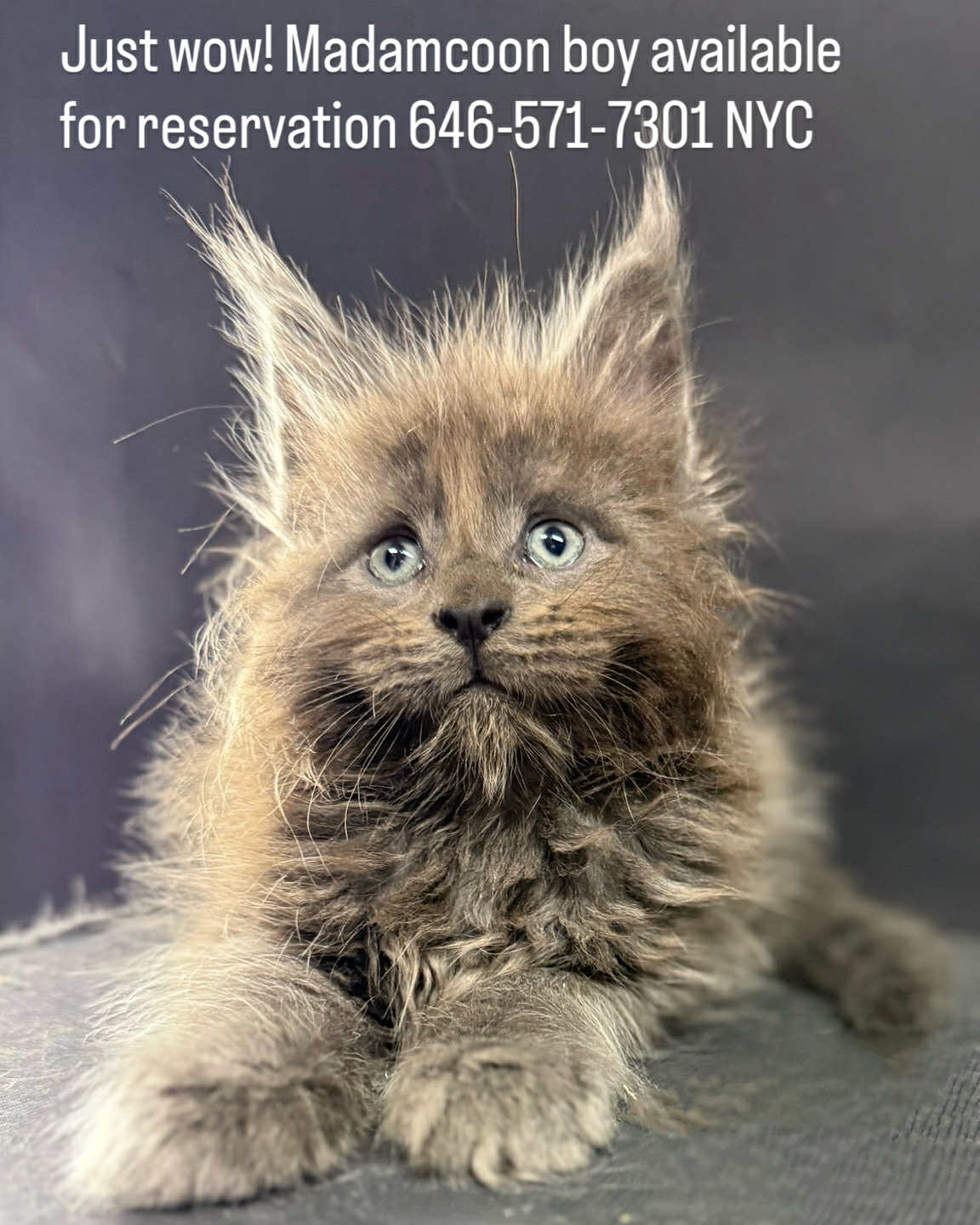 Kitten 60 (AVAILABLE FOR RESERVATION)