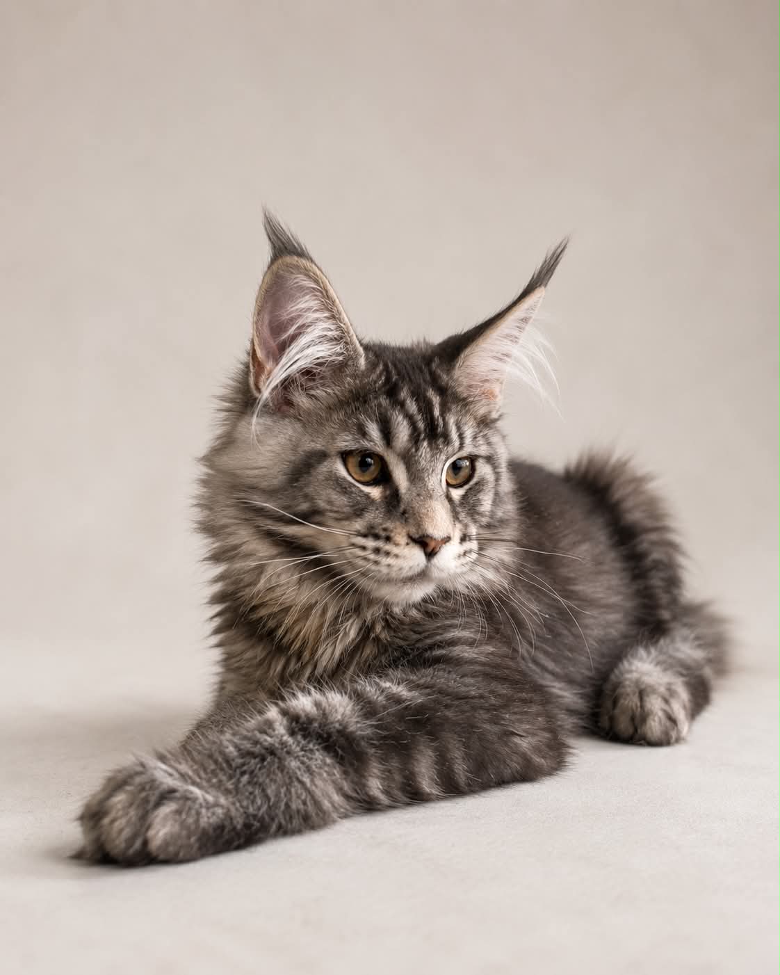 Kitten 87 (AVAILABLE)