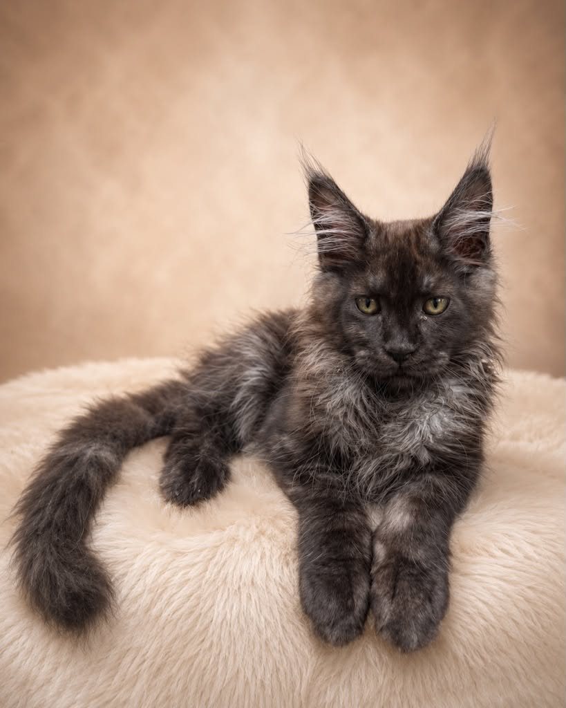 Kitten 91 (AVAILABLE)