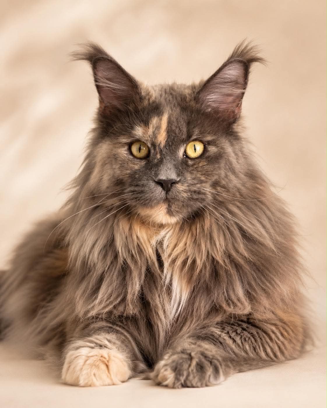Kamelia