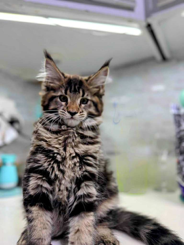 Kitten 45 (RESERVED)