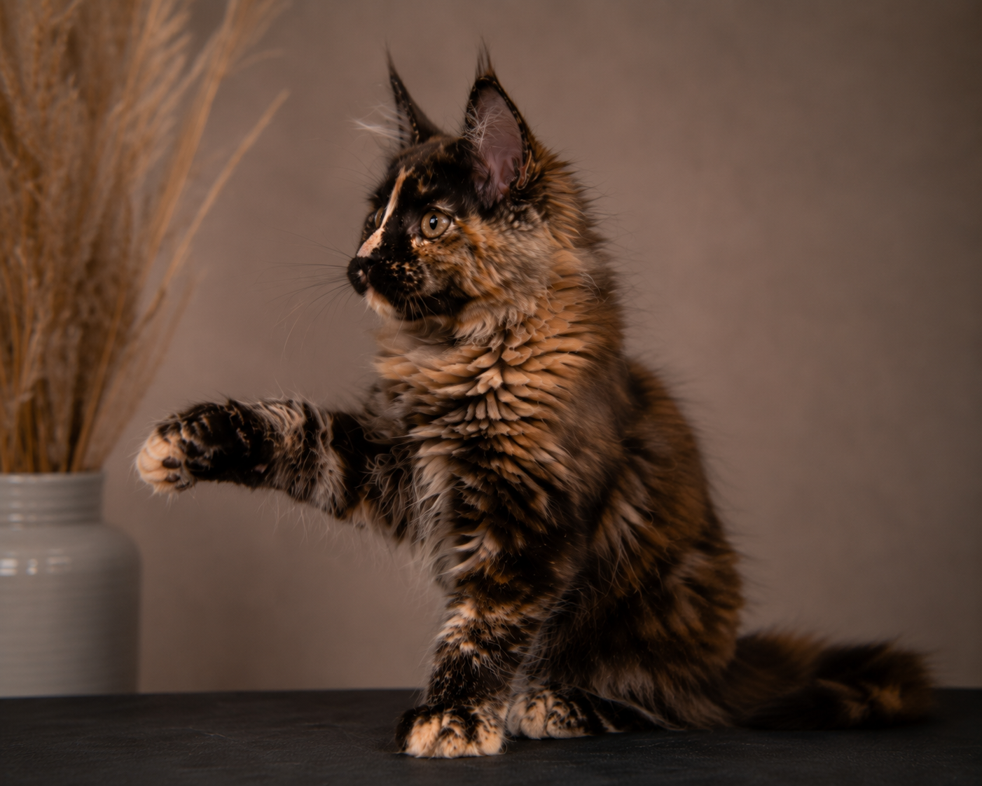 Kitten 95 (AVAILABLE)