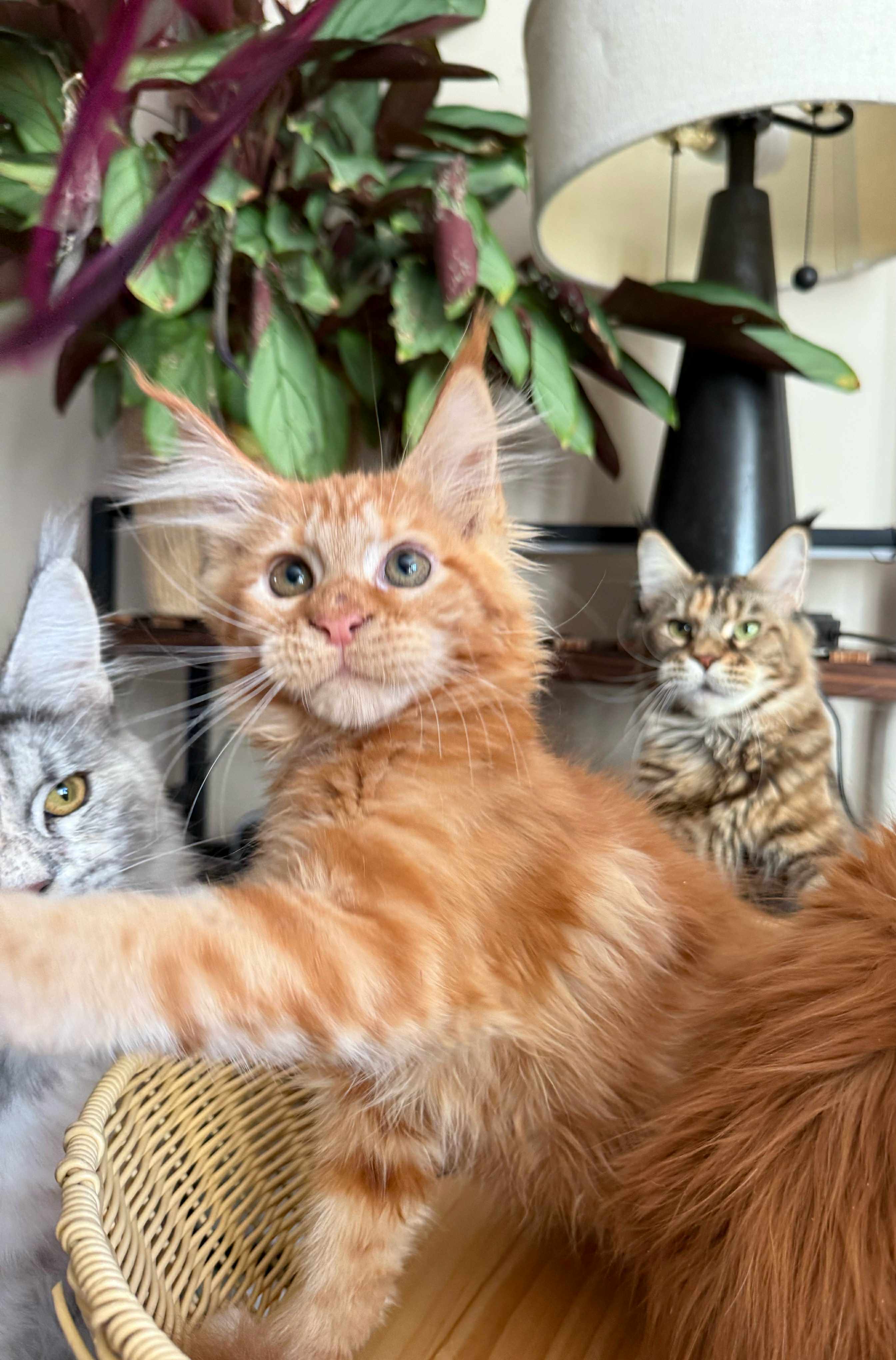 Kitten 58 (AVAILABLE)