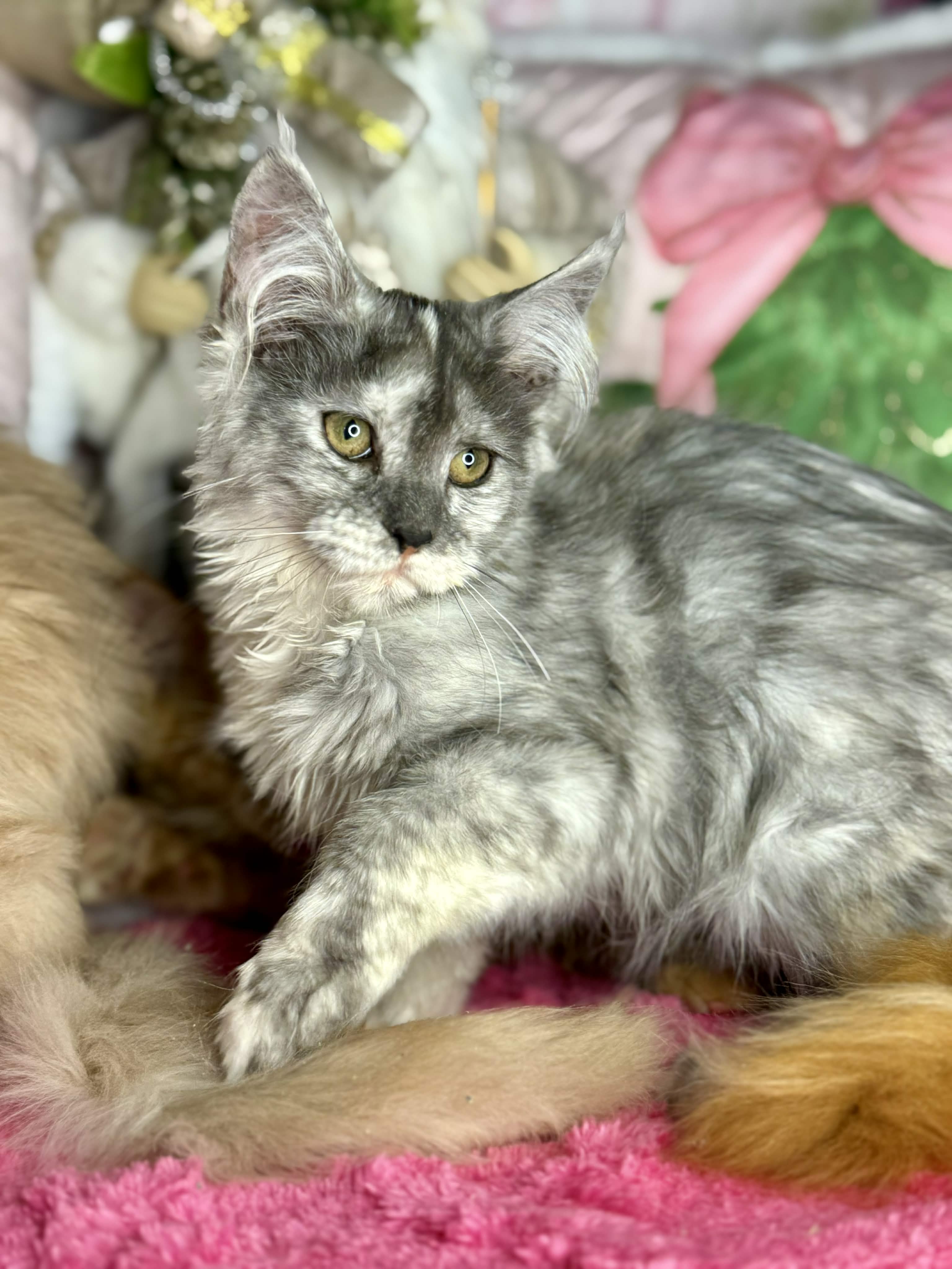 Kitten 64 (AVAILABLE)