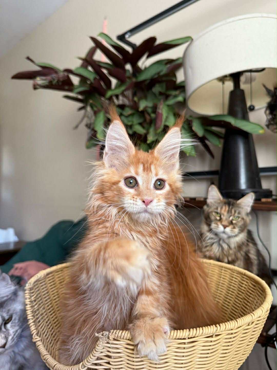 Kitten 57 (RESERVED)