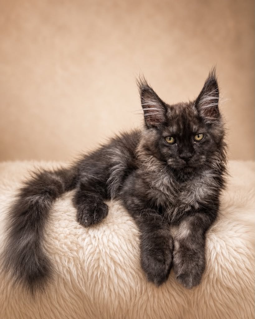Kitten 91 (AVAILABLE)
